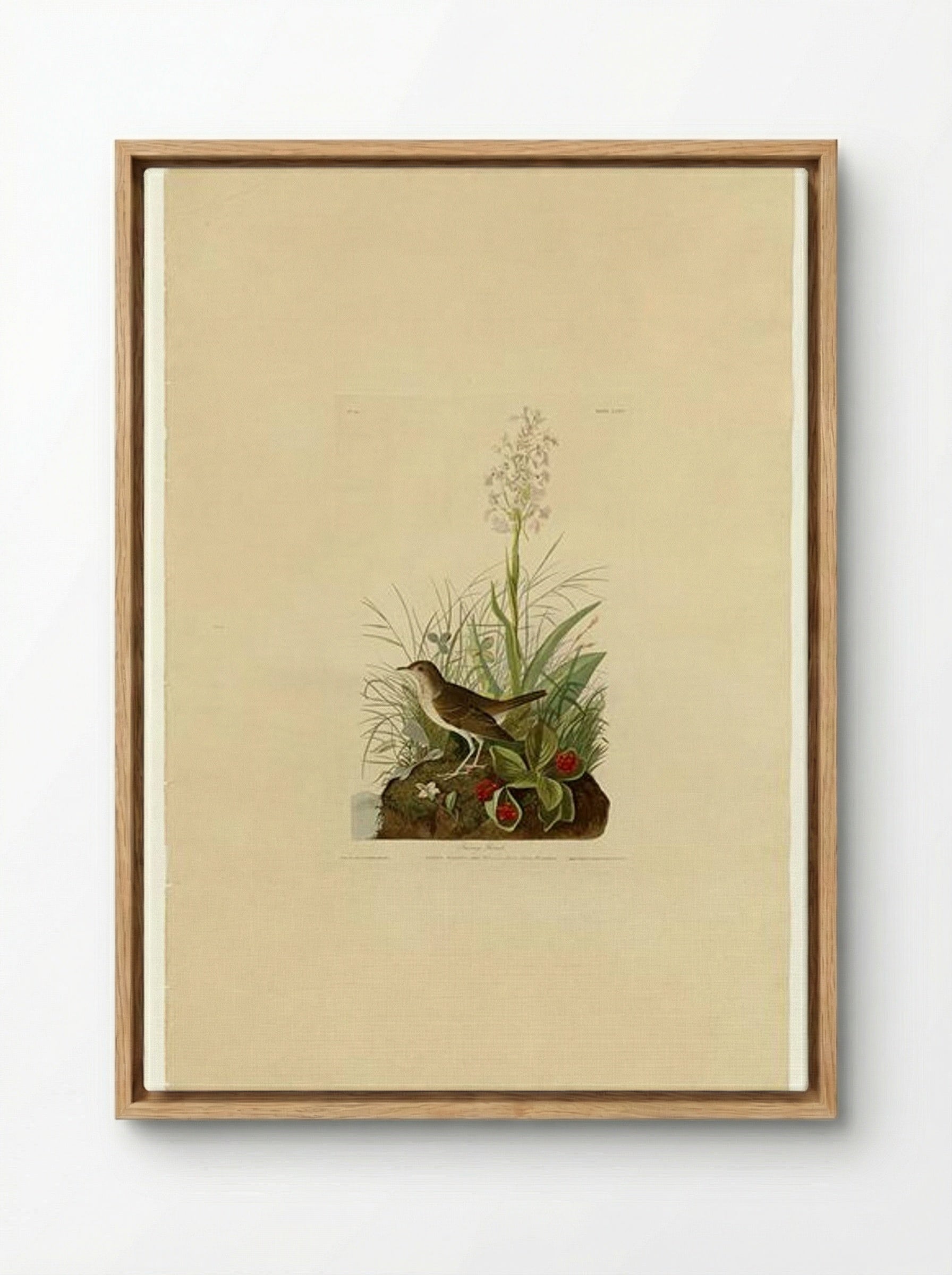Plate 164 Tawny Thrush - John James Audubon - Framed Canvas Wood