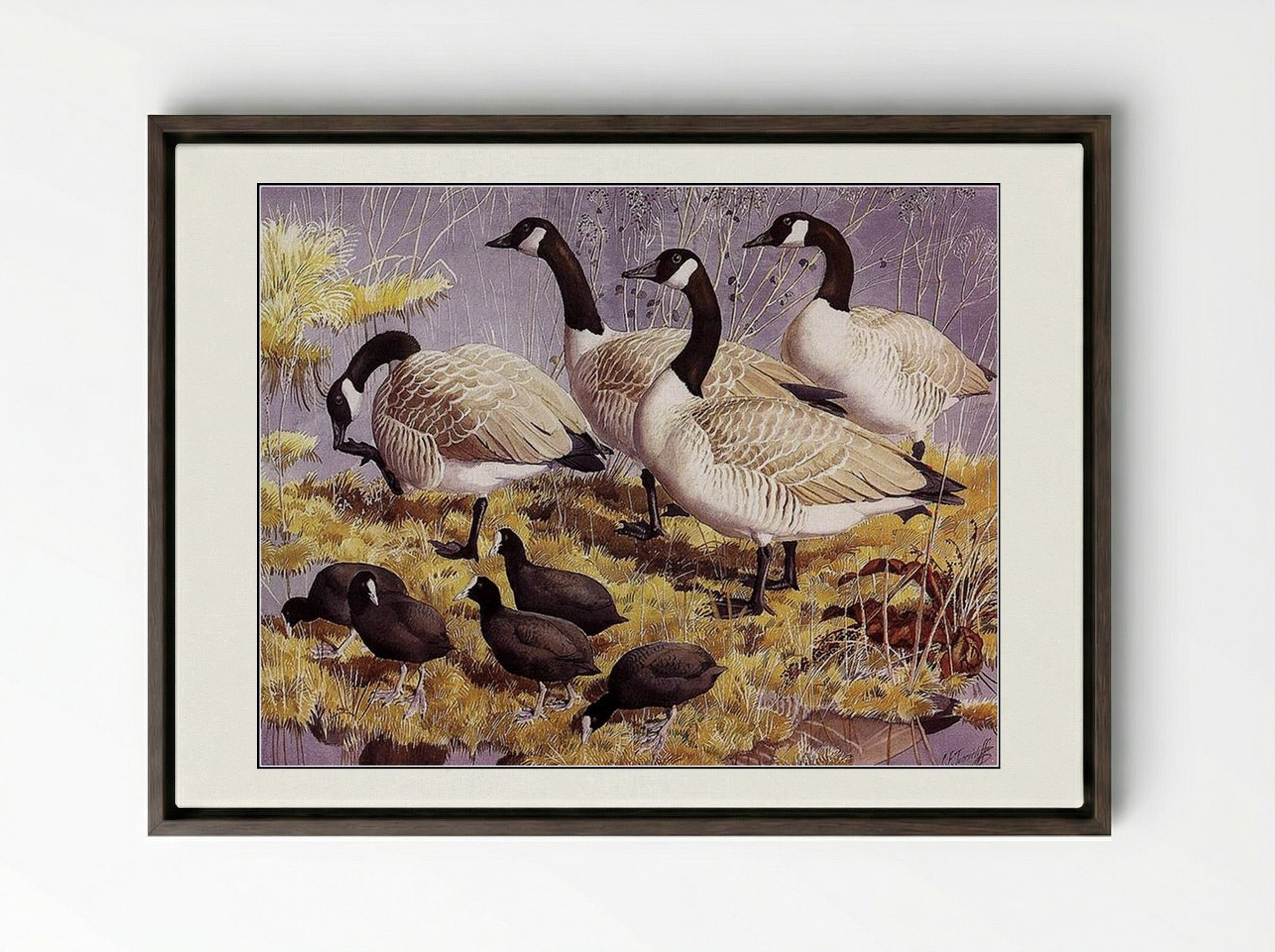 Canadas and Coots - Charles Tunnicliffe - Framed Canvas Dark Wood