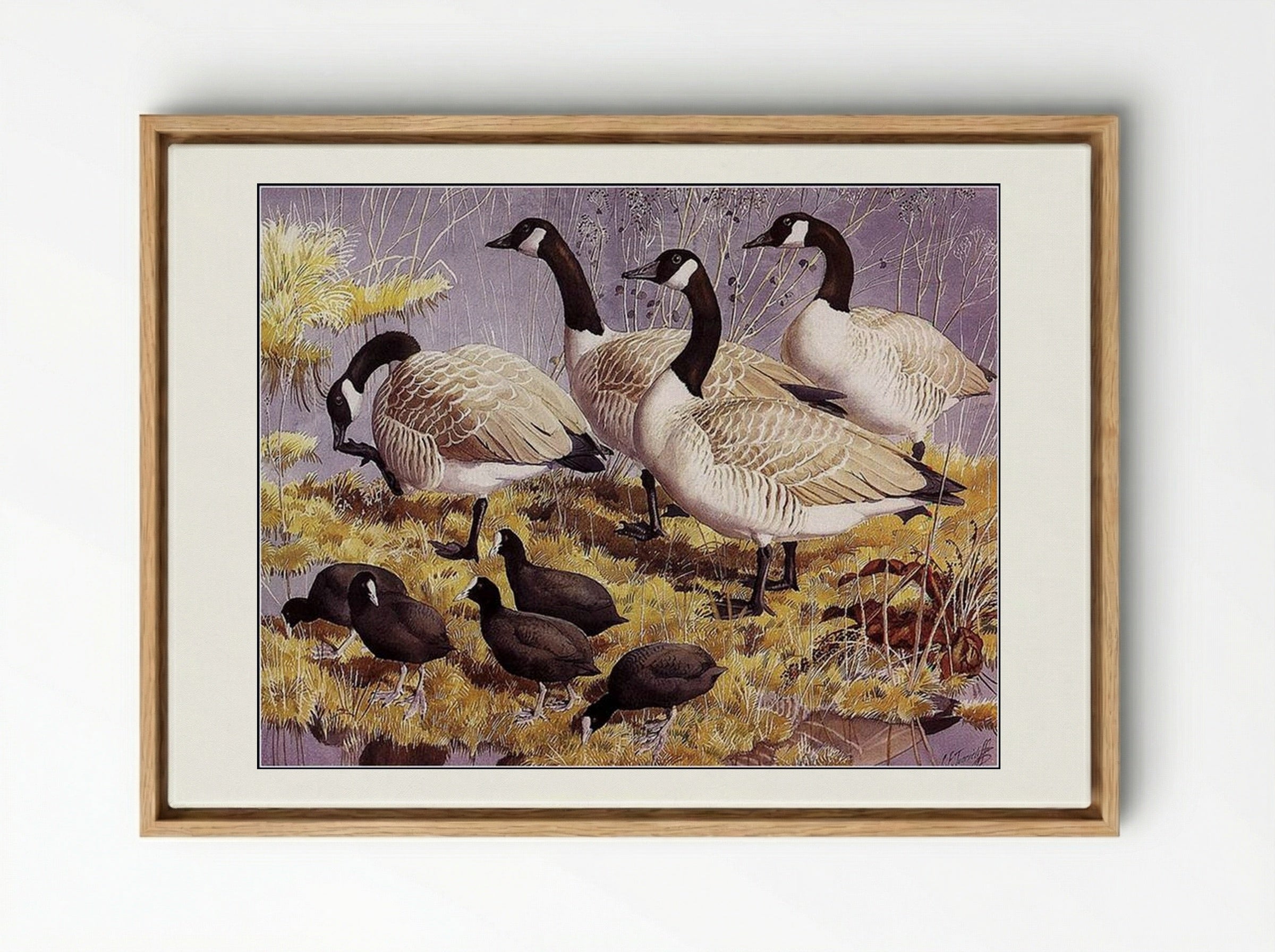 Canadas and Coots - Charles Tunnicliffe - Framed Canvas Wood