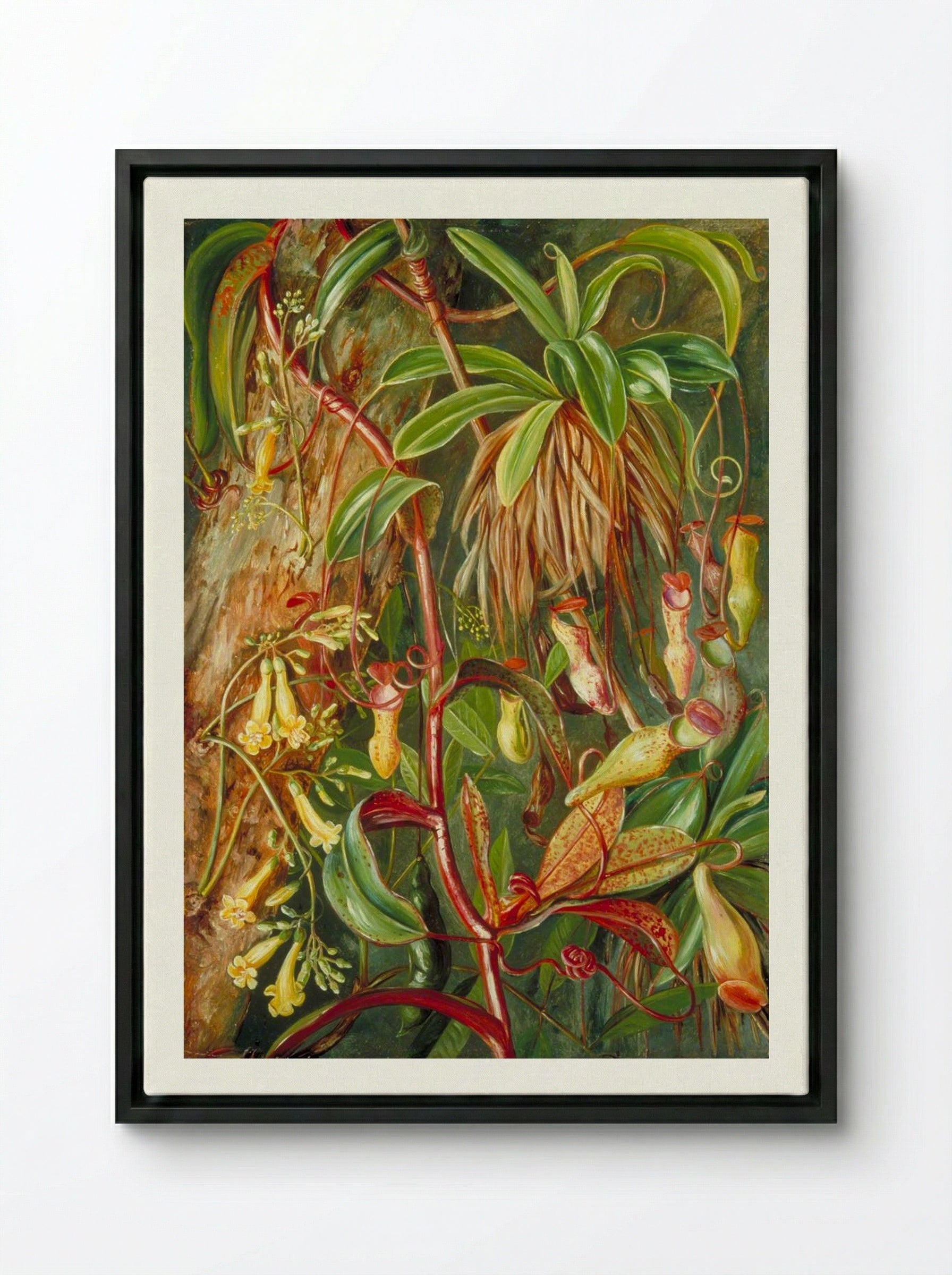 Seychelles Pitcher Plant and Bilimb Marron - Marianne North - Framed Canvas Black