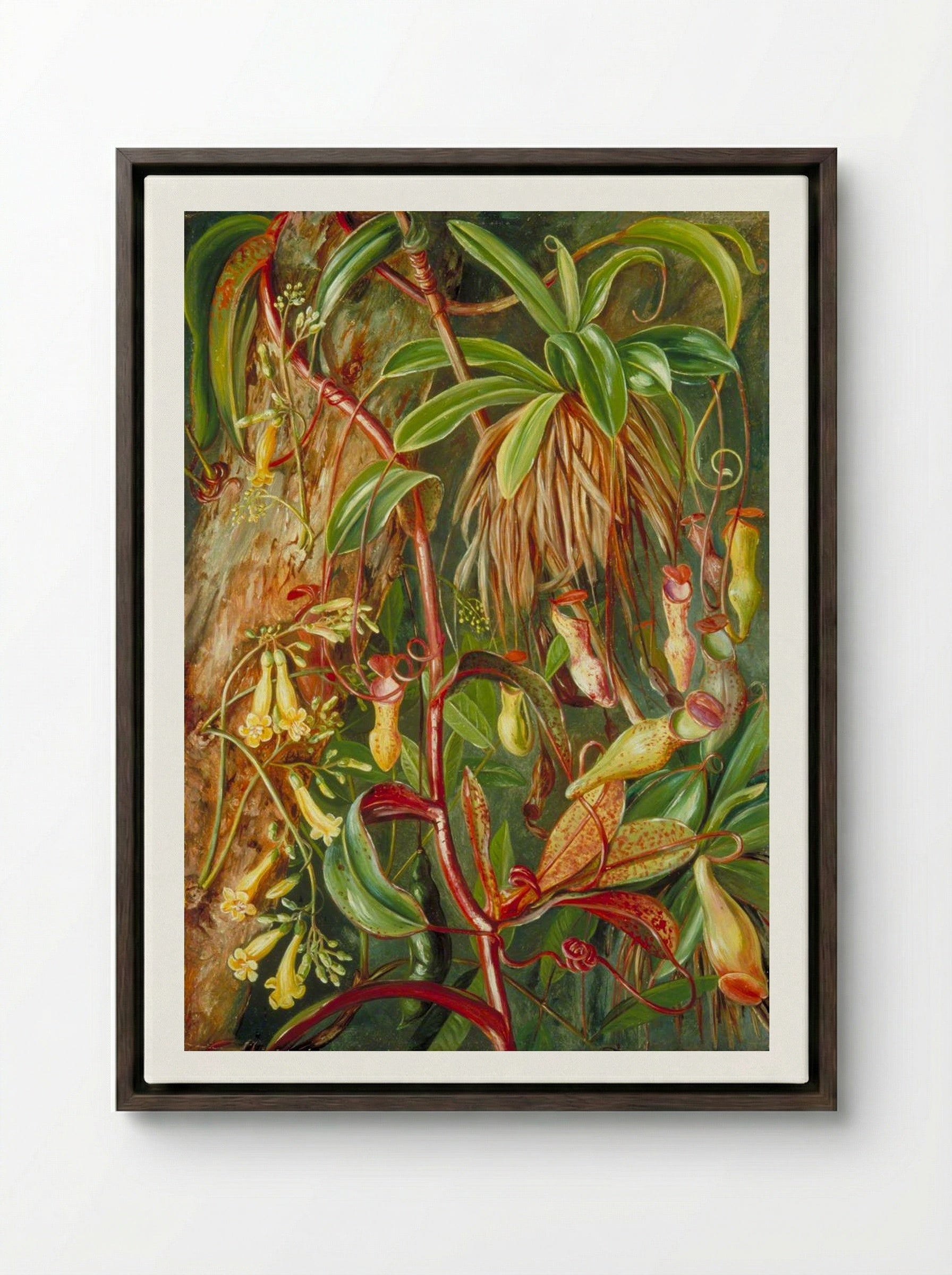 Seychelles Pitcher Plant and Bilimb Marron - Marianne North - Framed Canvas Dark Wood