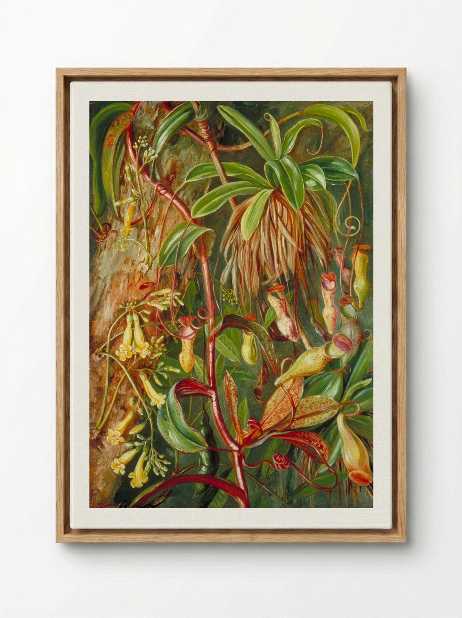 Seychelles Pitcher Plant and Bilimb Marron - Marianne North - Framed Canvas Wood