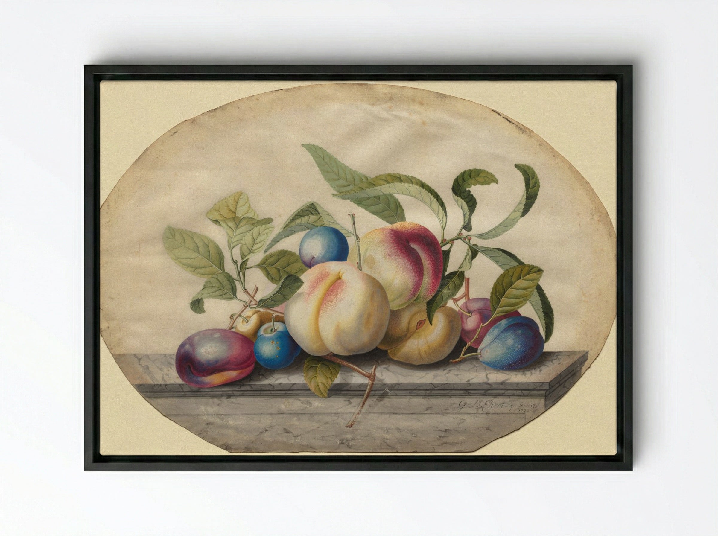 Fruit Arrangement: Peaches and Plums on a Slab of Marble - Georg Dionysius Ehret - Framed Canvas Black