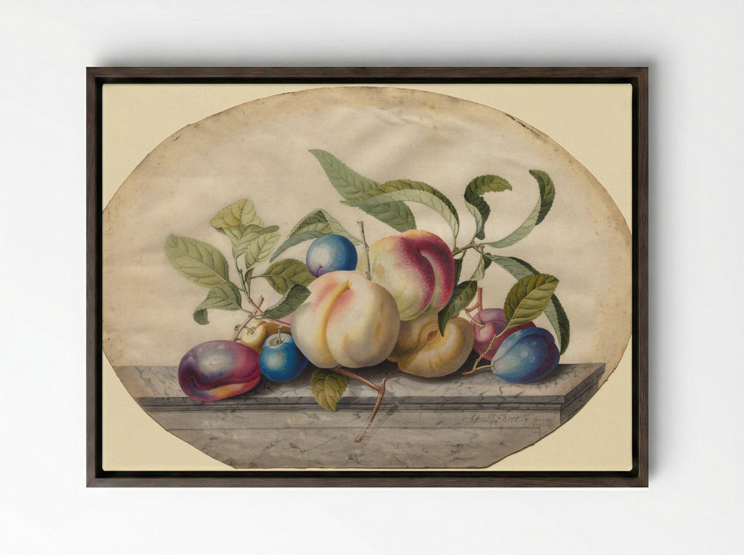 Fruit Arrangement: Peaches and Plums on a Slab of Marble - Georg Dionysius Ehret - Framed Canvas Dark Wood