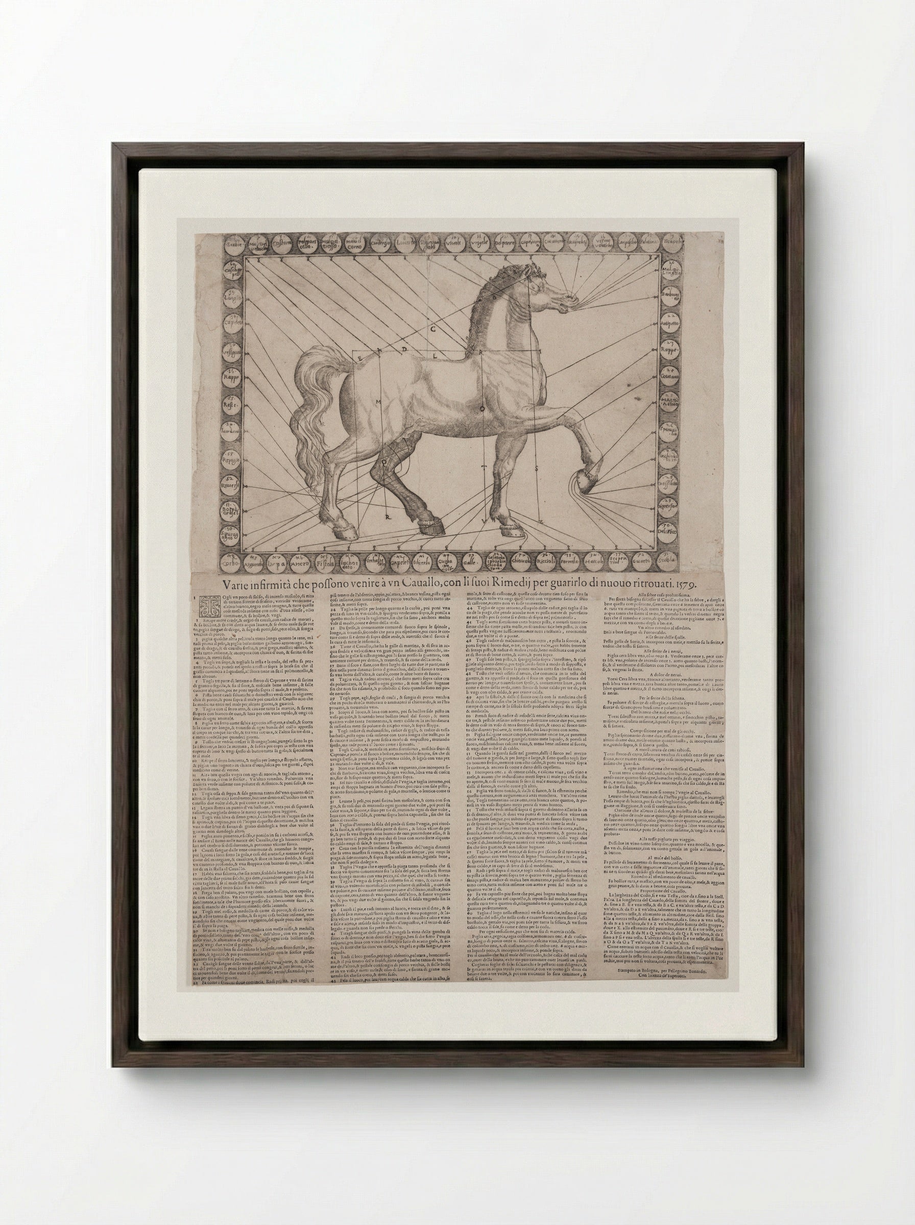 Broadside: Various Infirmities of Horses - Unidentified Artist - Framed Canvas Dark Wood