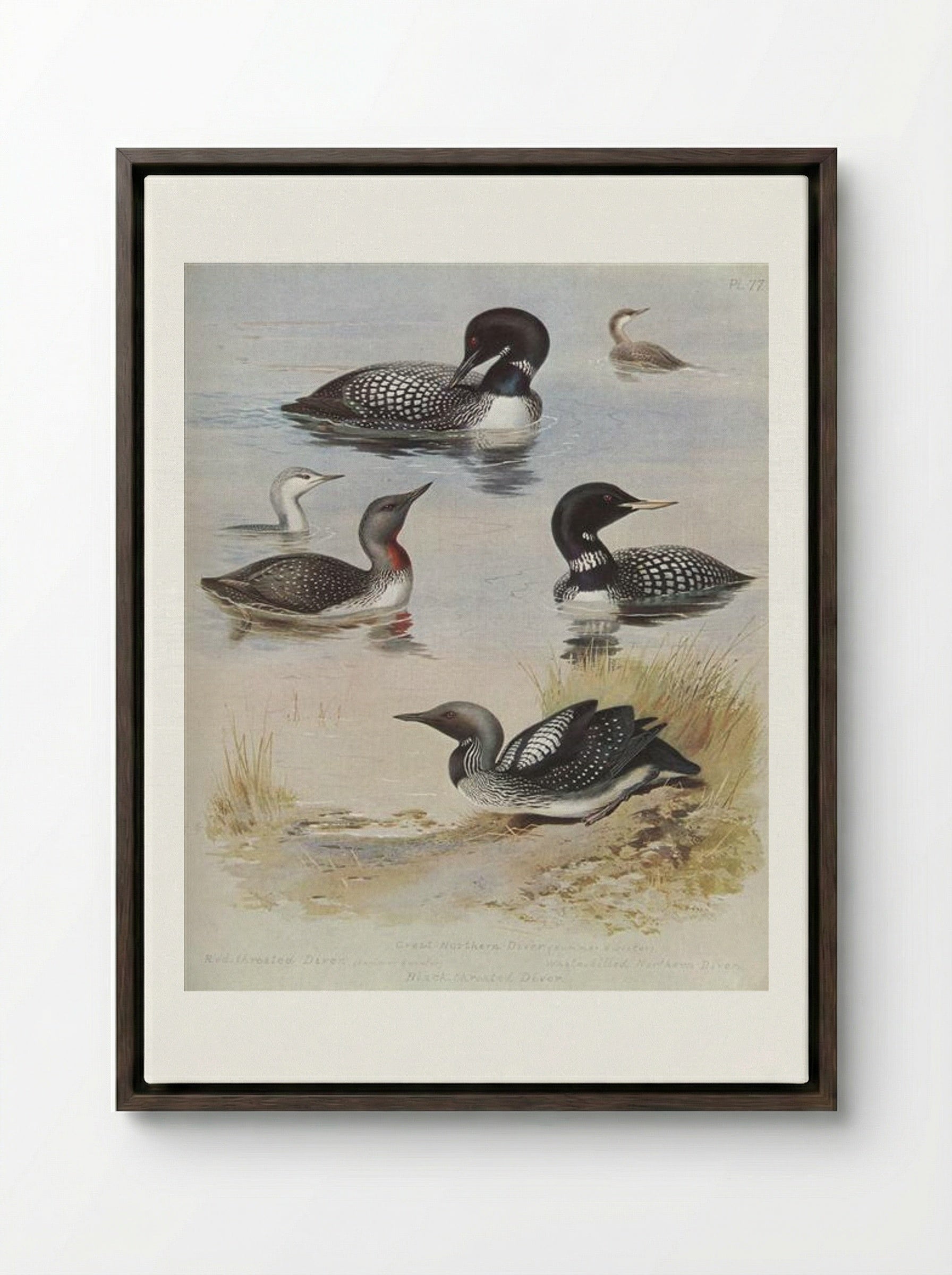 Great Northern Diver - Archibald Thorburn - Framed Canvas Dark Wood