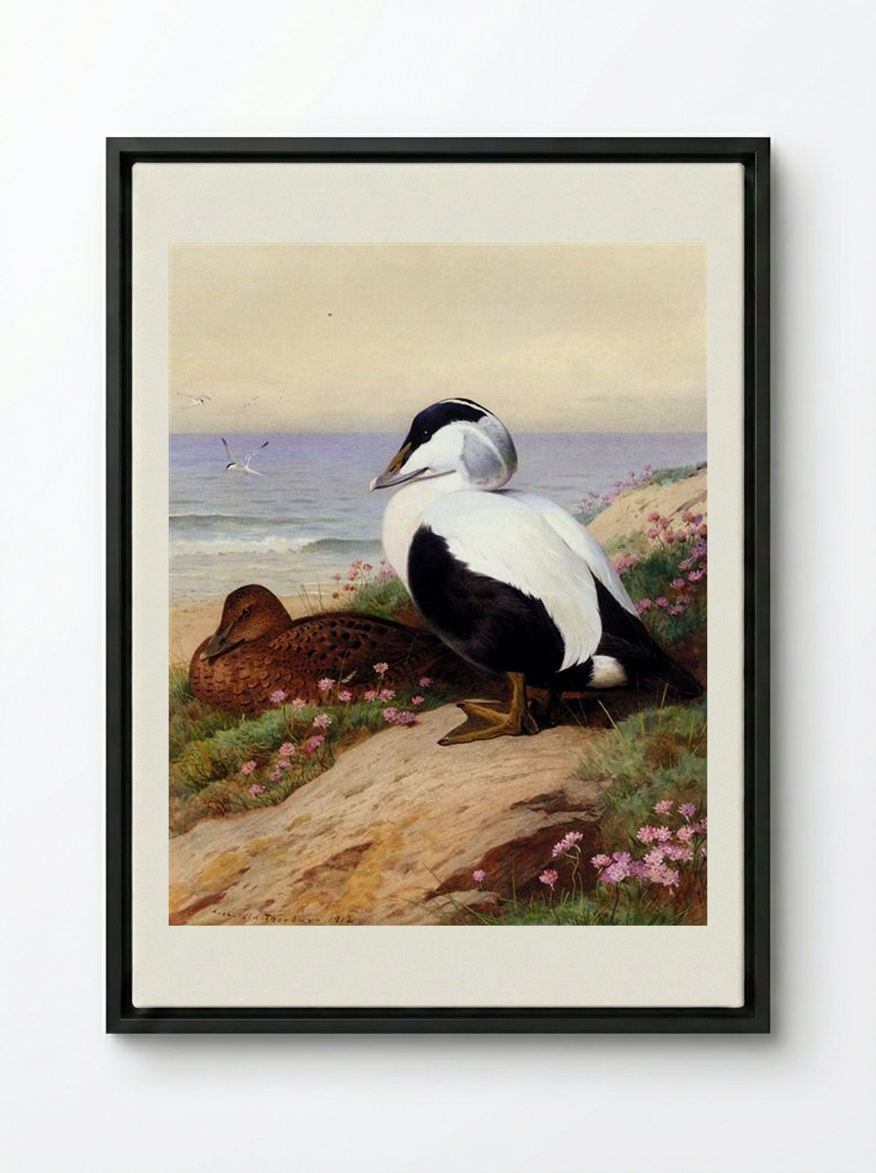 Common Eider Ducks - Archibald Thorburn - Framed Canvas Black
