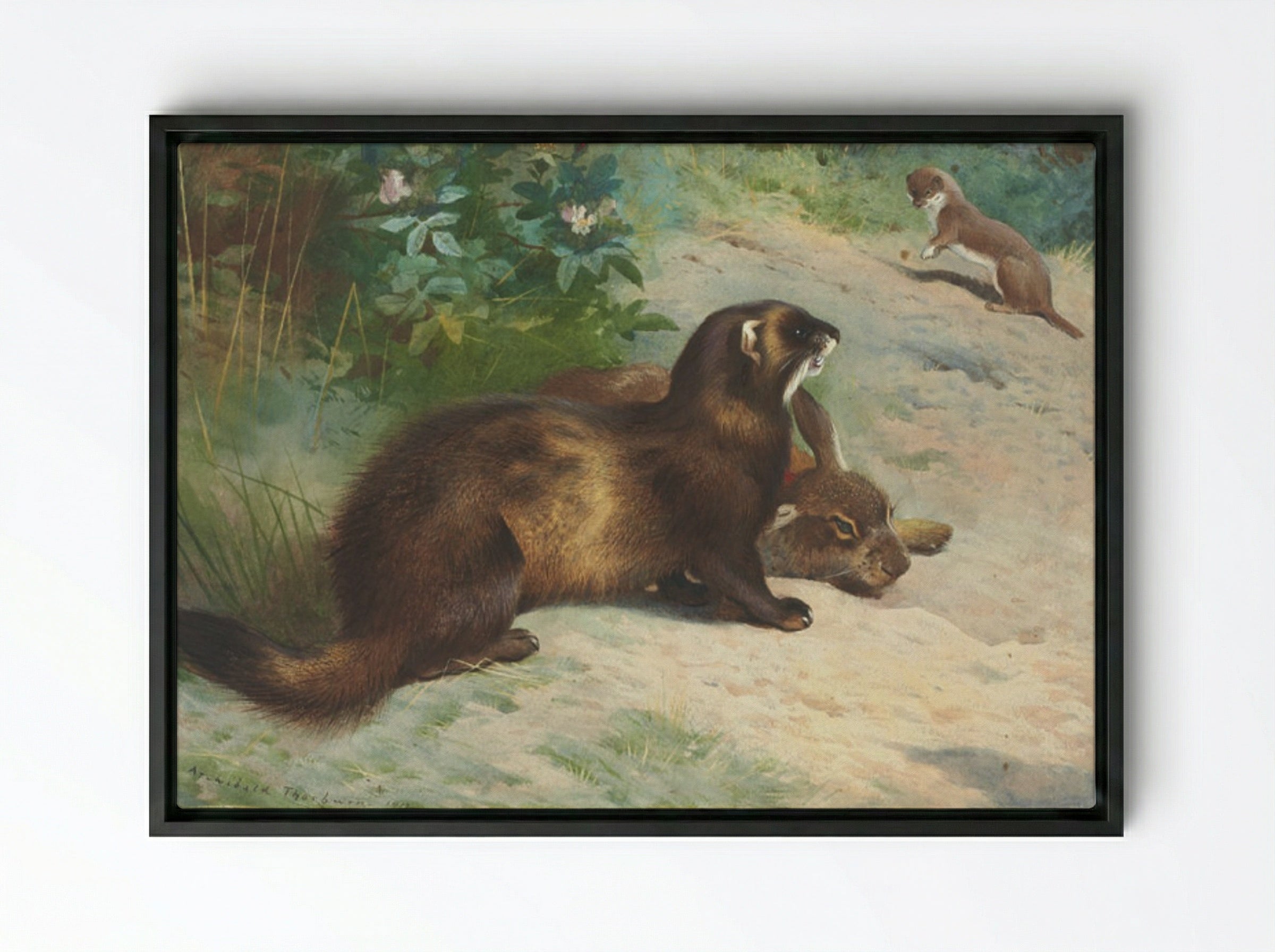 European polecat defending a rabbit carcass from a least weasel - Archibald Thorburn - Framed Canvas Black