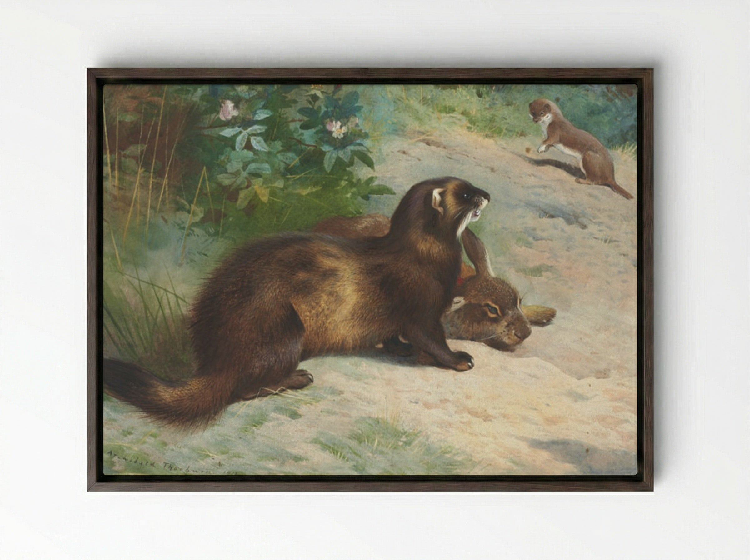 European polecat defending a rabbit carcass from a least weasel - Archibald Thorburn - Framed Canvas Dark Wood