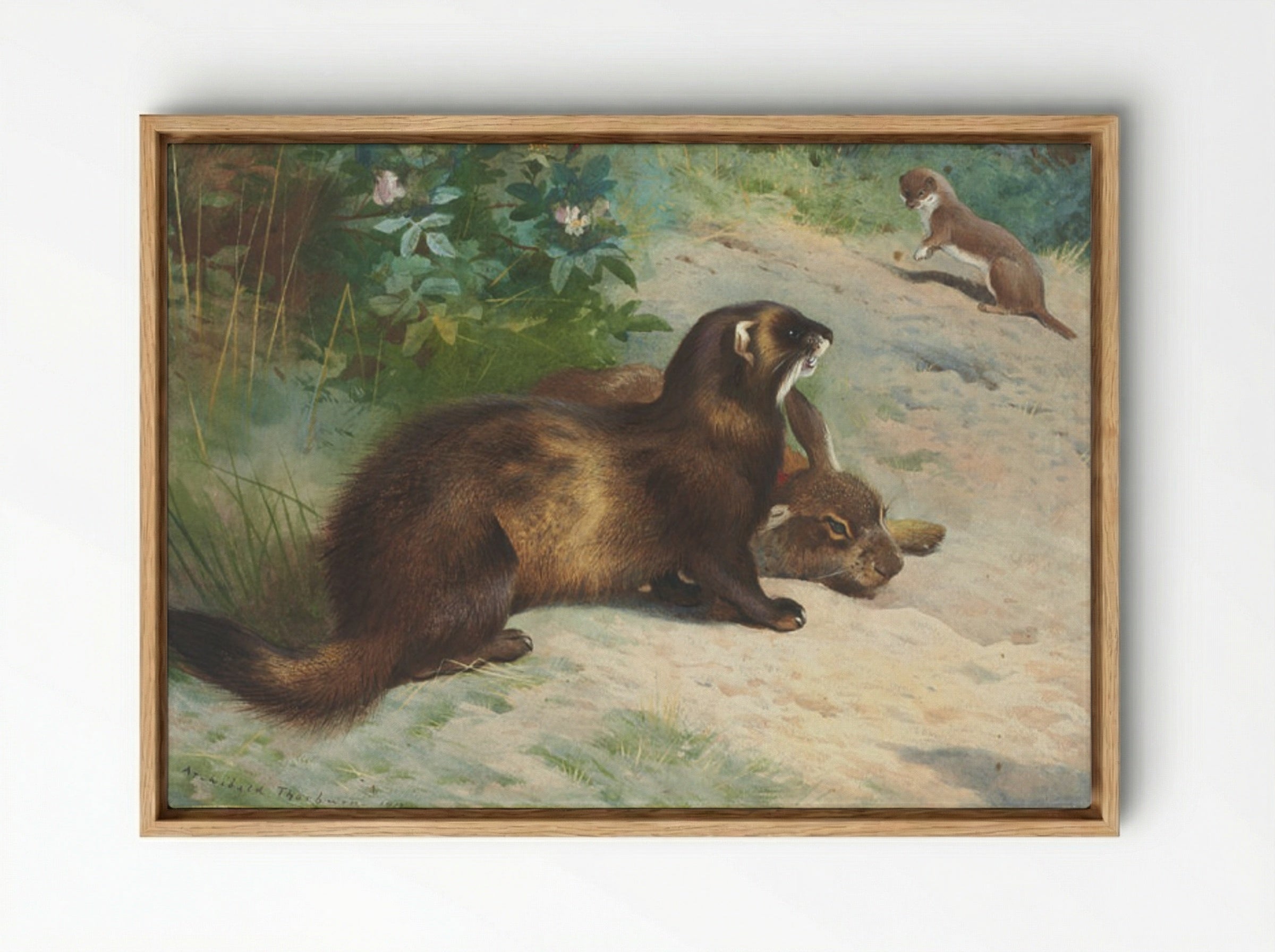 European polecat defending a rabbit carcass from a least weasel - Archibald Thorburn - Framed Canvas Wood
