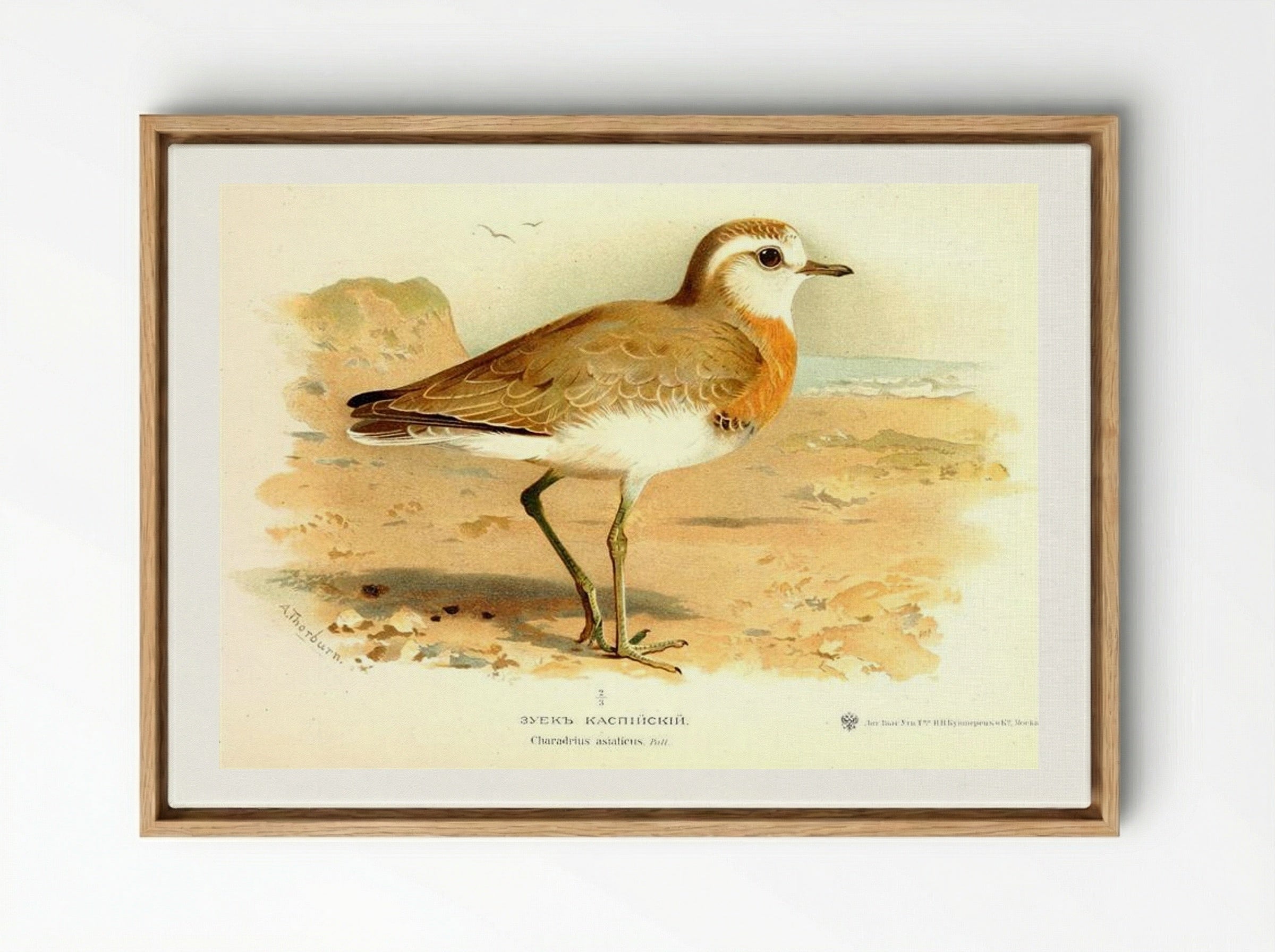 Caspian Plover - Archibald Thorburn - Framed Canvas Wood