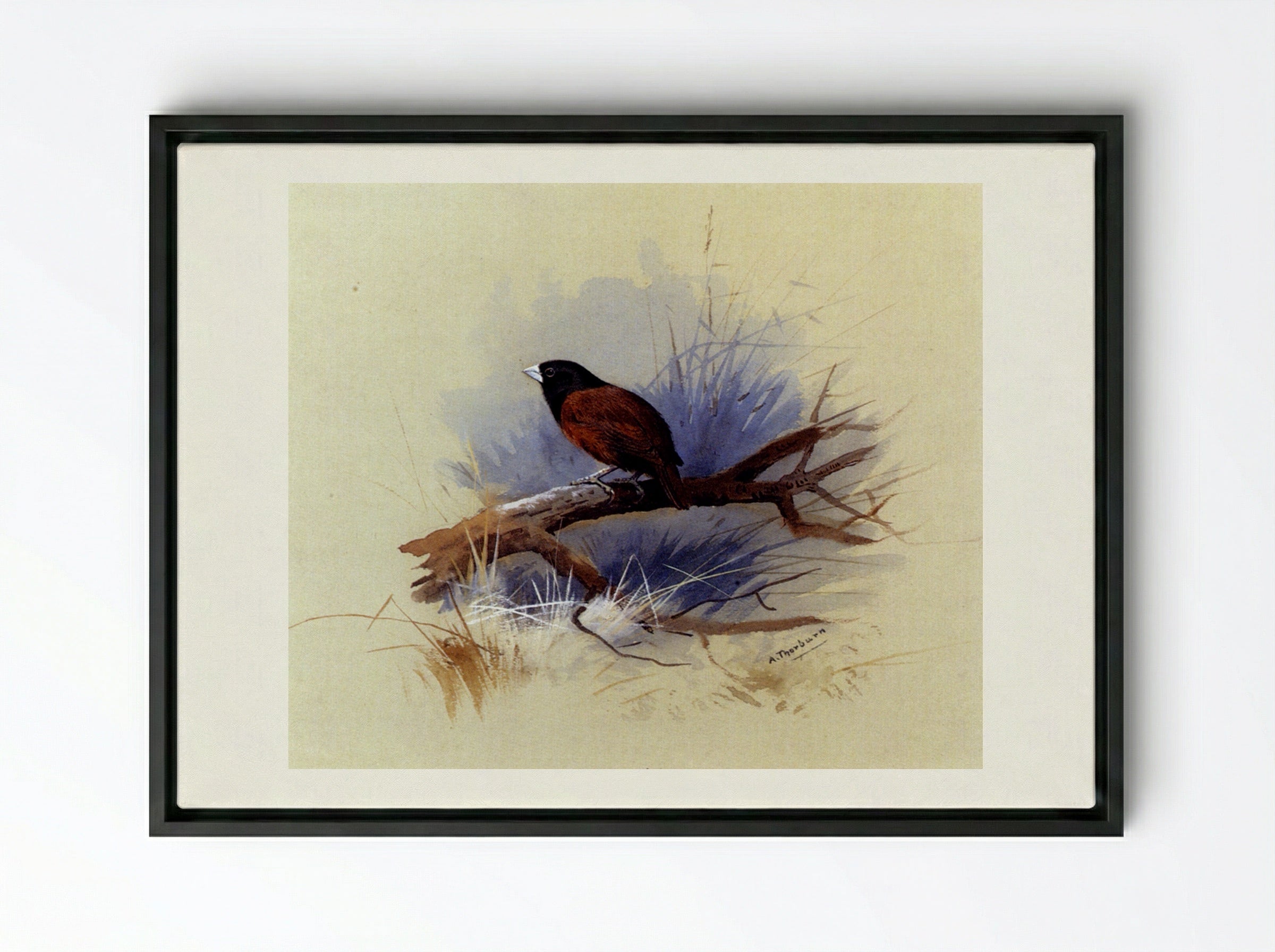 A Nepalese Black-headed Nun on a Branch - Archibald Thorburn - Framed Canvas Black