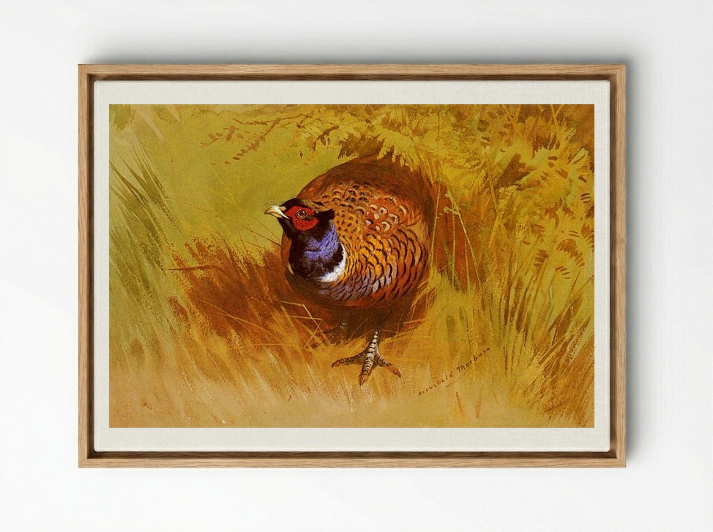 A Cock Pheasant - Archibald Thorburn - Framed Canvas Wood