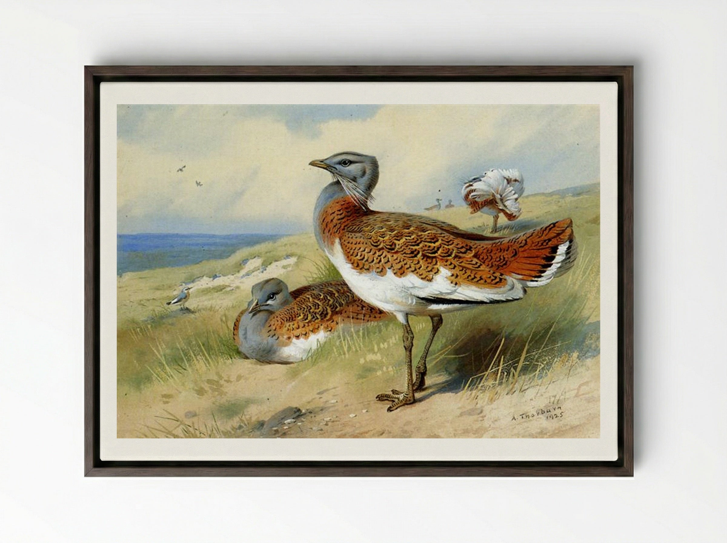 Great Bustards - Archibald Thorburn - Framed Canvas Dark Wood
