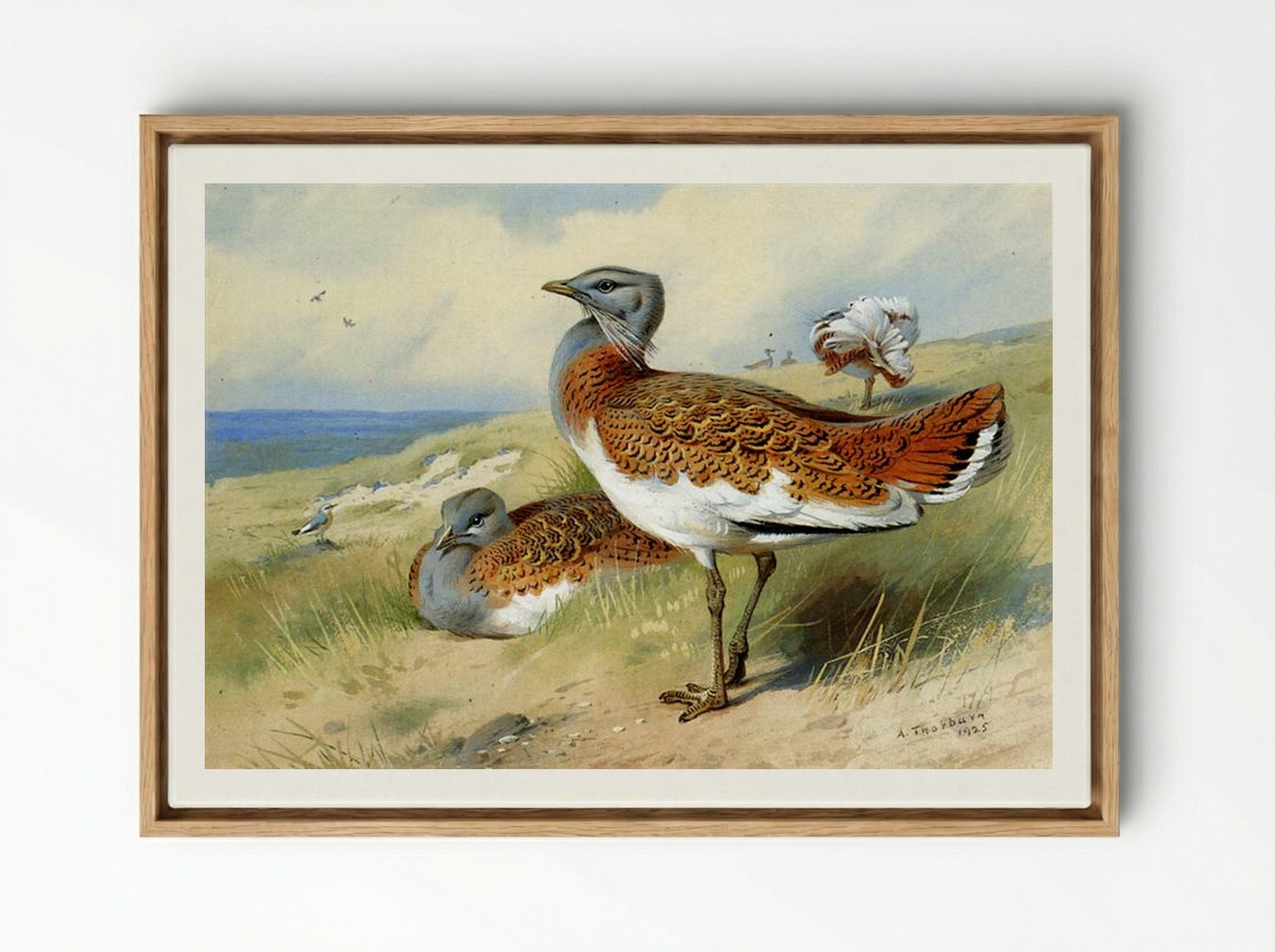 Great Bustards - Archibald Thorburn - Framed Canvas Wood