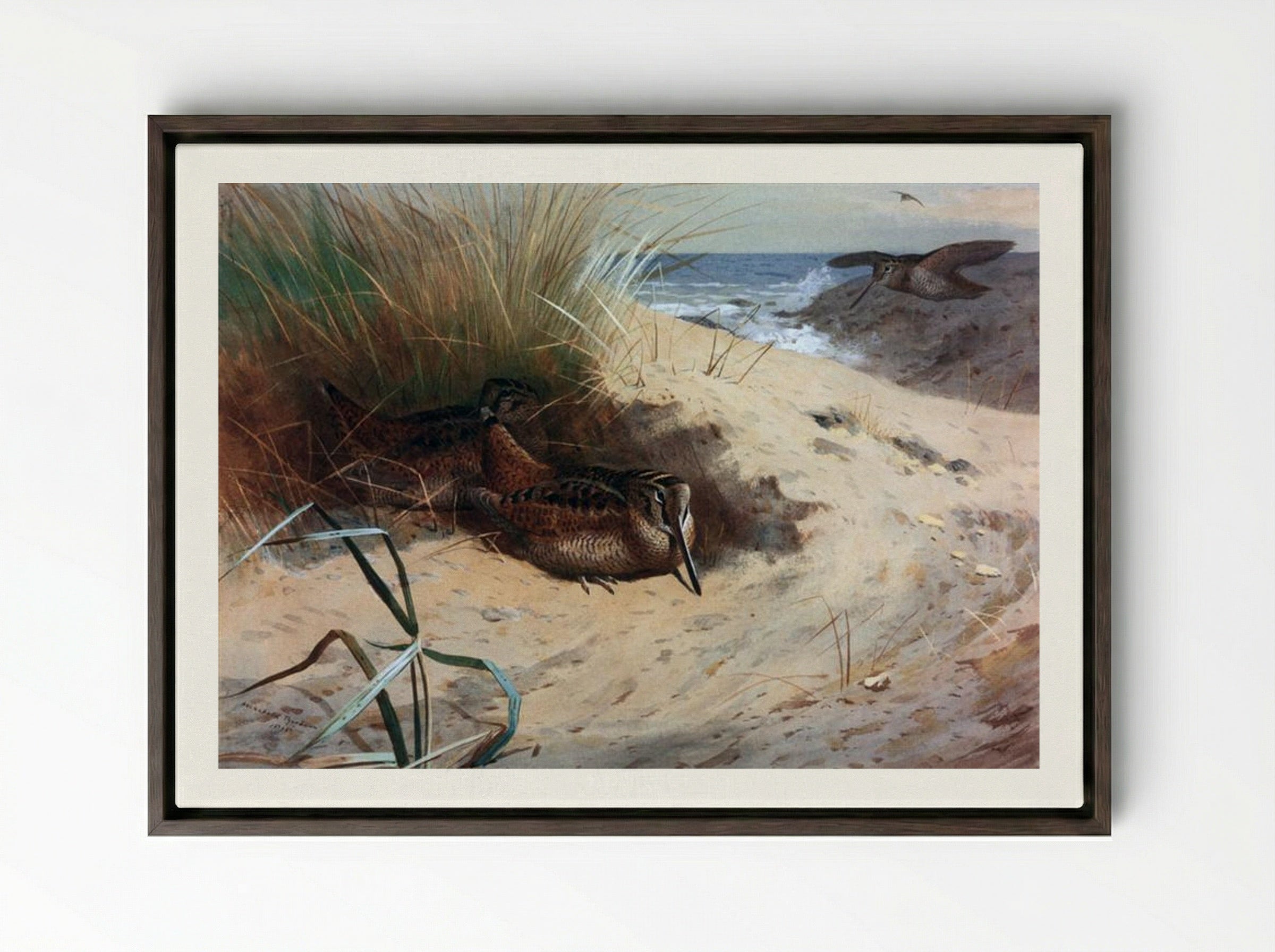 Woodcock Among the Dunes - Archibald Thorburn - Framed Canvas Dark Wood