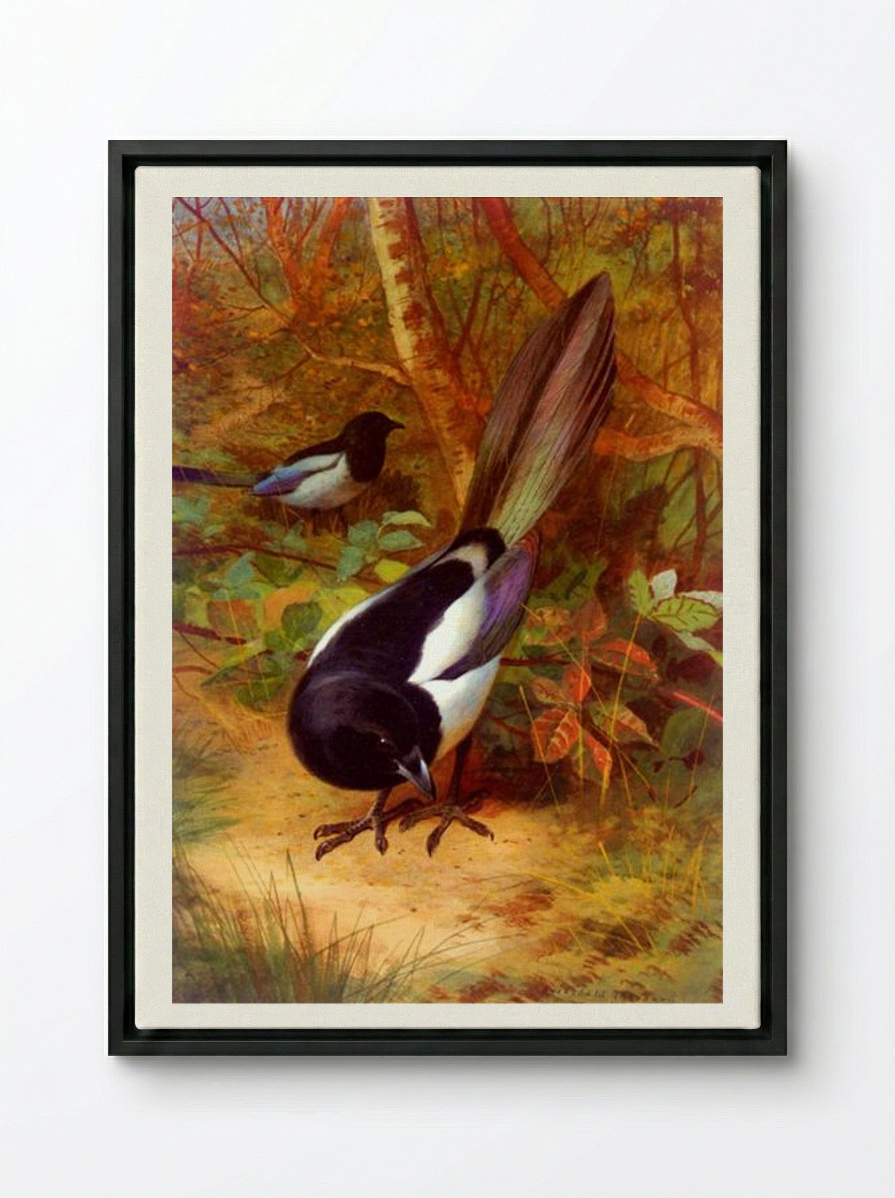 Magpies - Archibald Thorburn - Framed Canvas Black