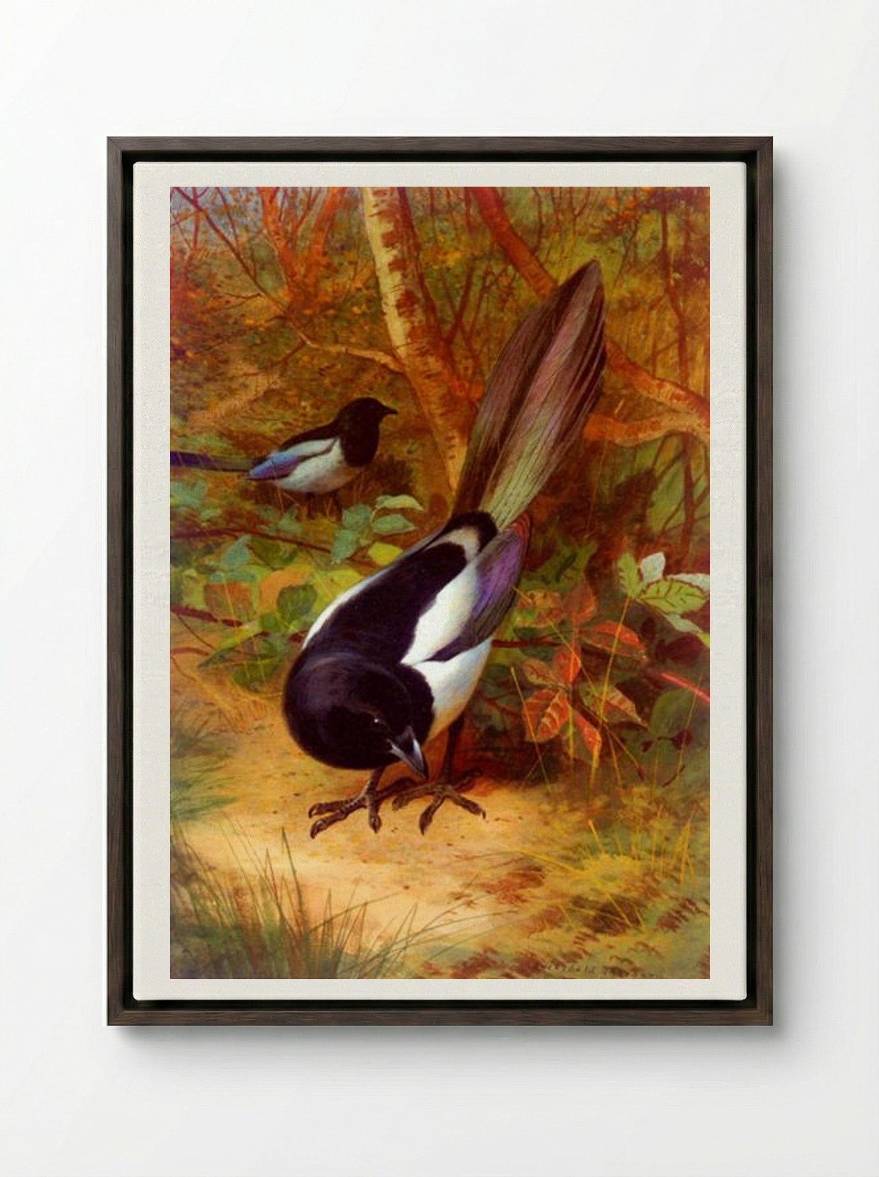 Magpies - Archibald Thorburn - Framed Canvas Dark Wood