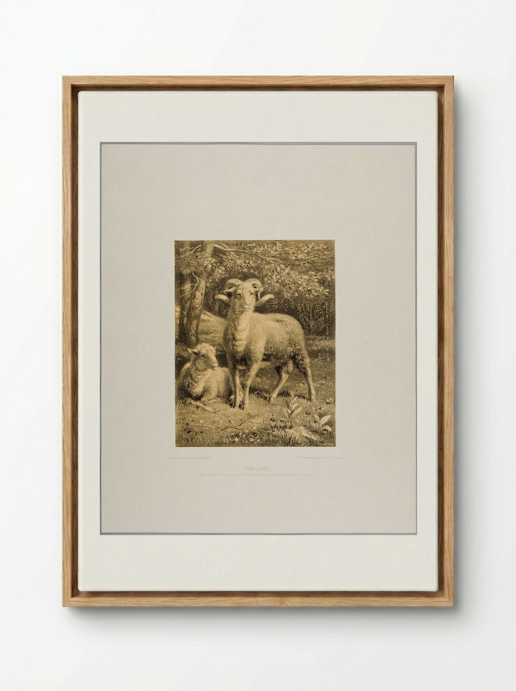 Ram and Ewe - Joseph Foxcroft Cole - Framed Canvas Wood