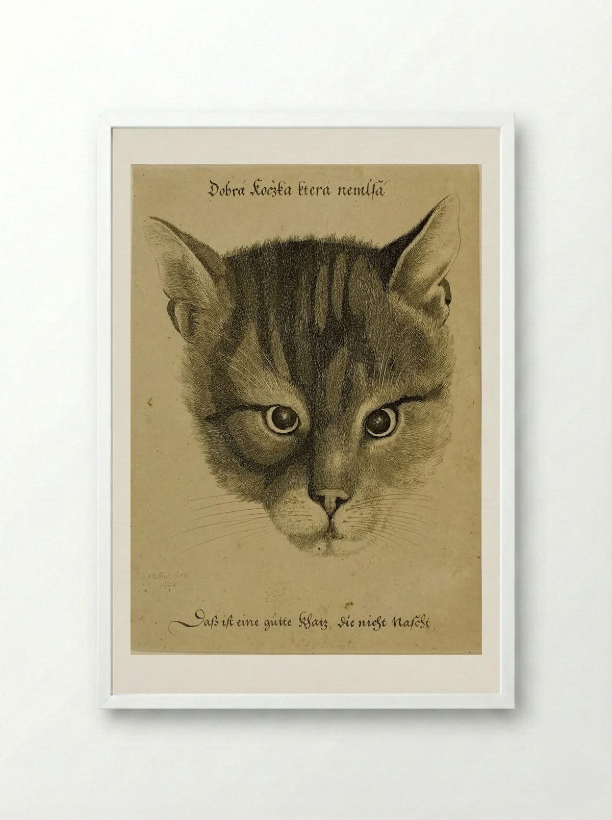 Head of a Cat - Wenceslaus Hollar - Framed Print White