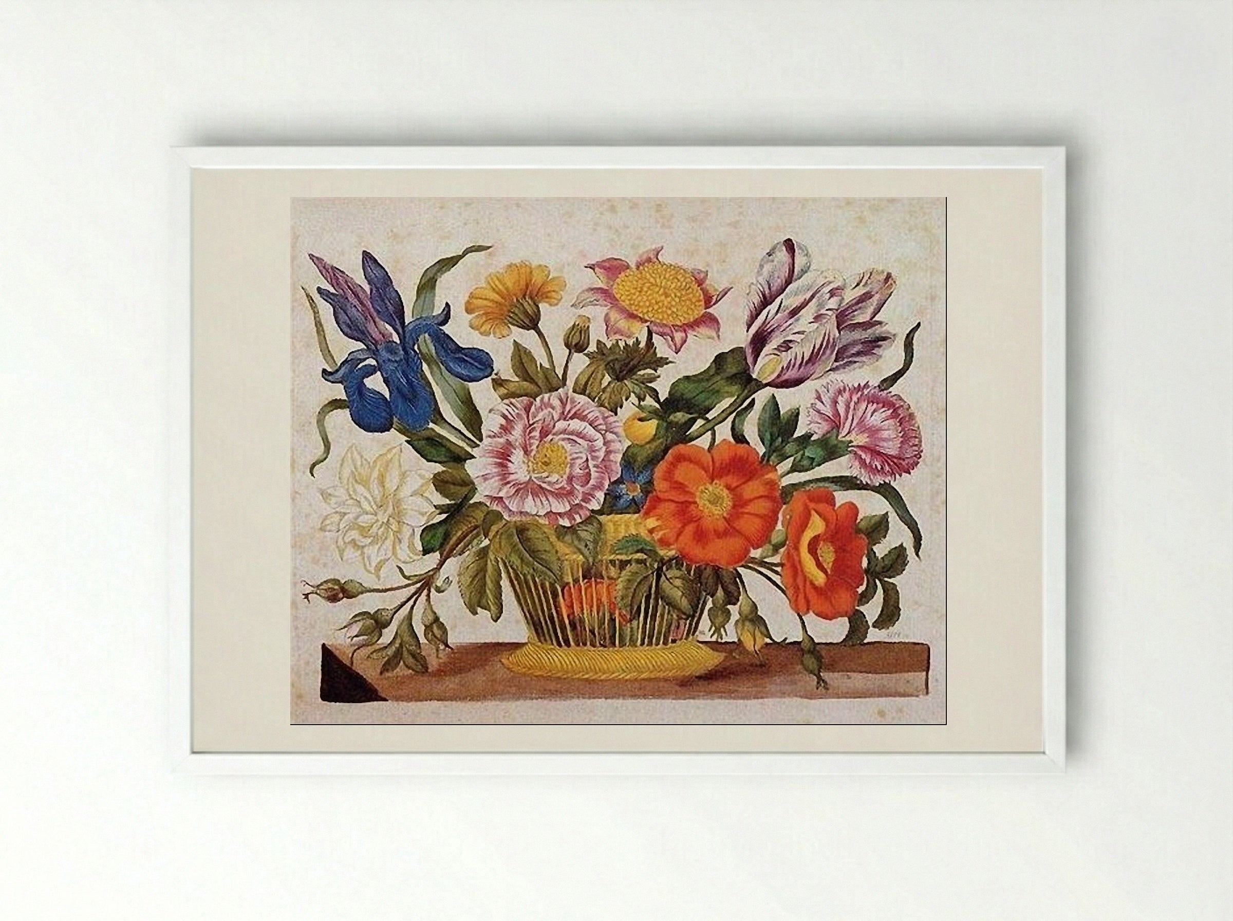 from Der Raupen wunderbare Verwandlung und sonderbare Blumennahrung, Plate CLXIX - Maria Sibylla Merian - Framed Print White