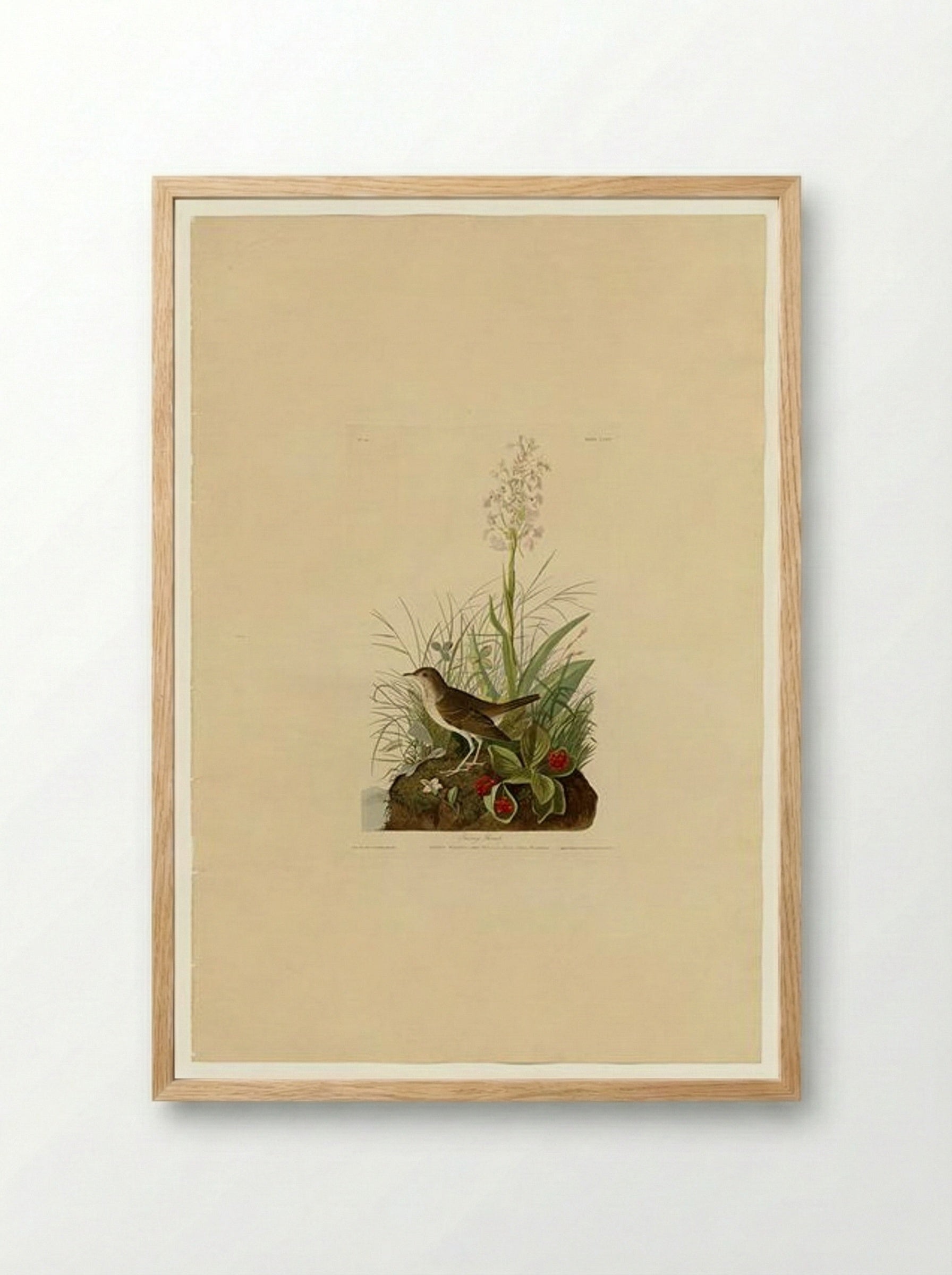 Plate 164 Tawny Thrush - John James Audubon - Framed Print Wood