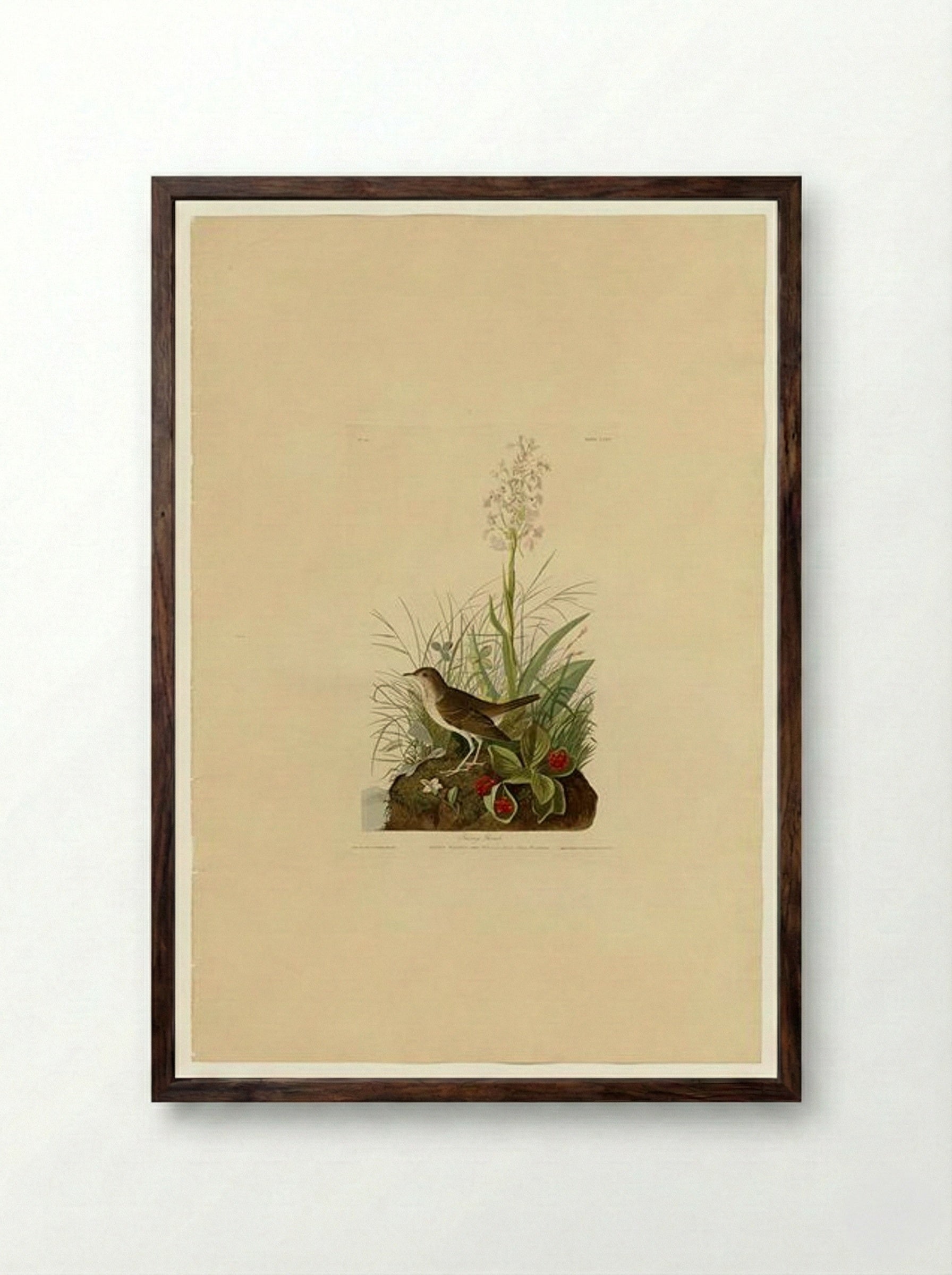 Plate 164 Tawny Thrush - John James Audubon - Framed Print Dark Wood