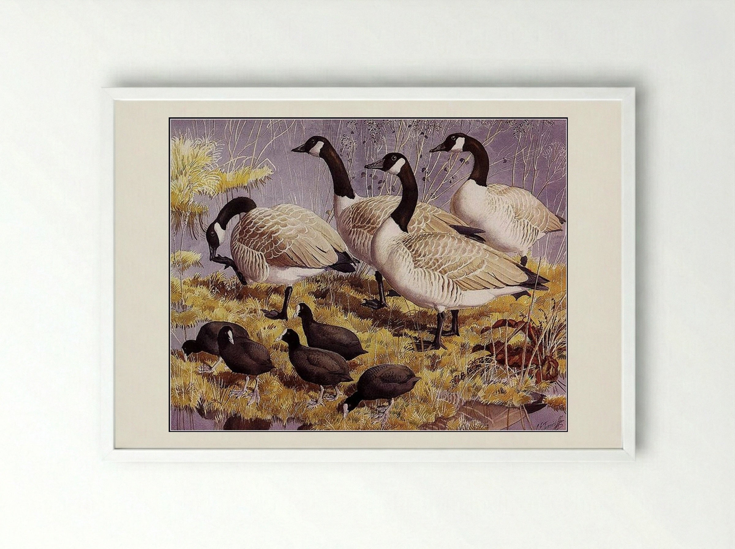 Canadas and Coots - Charles Tunnicliffe - Framed Print White