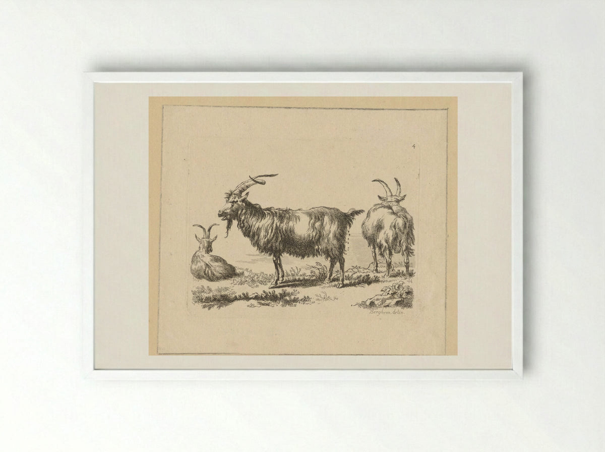 Drie geiten - François Vivares - Framed Print White