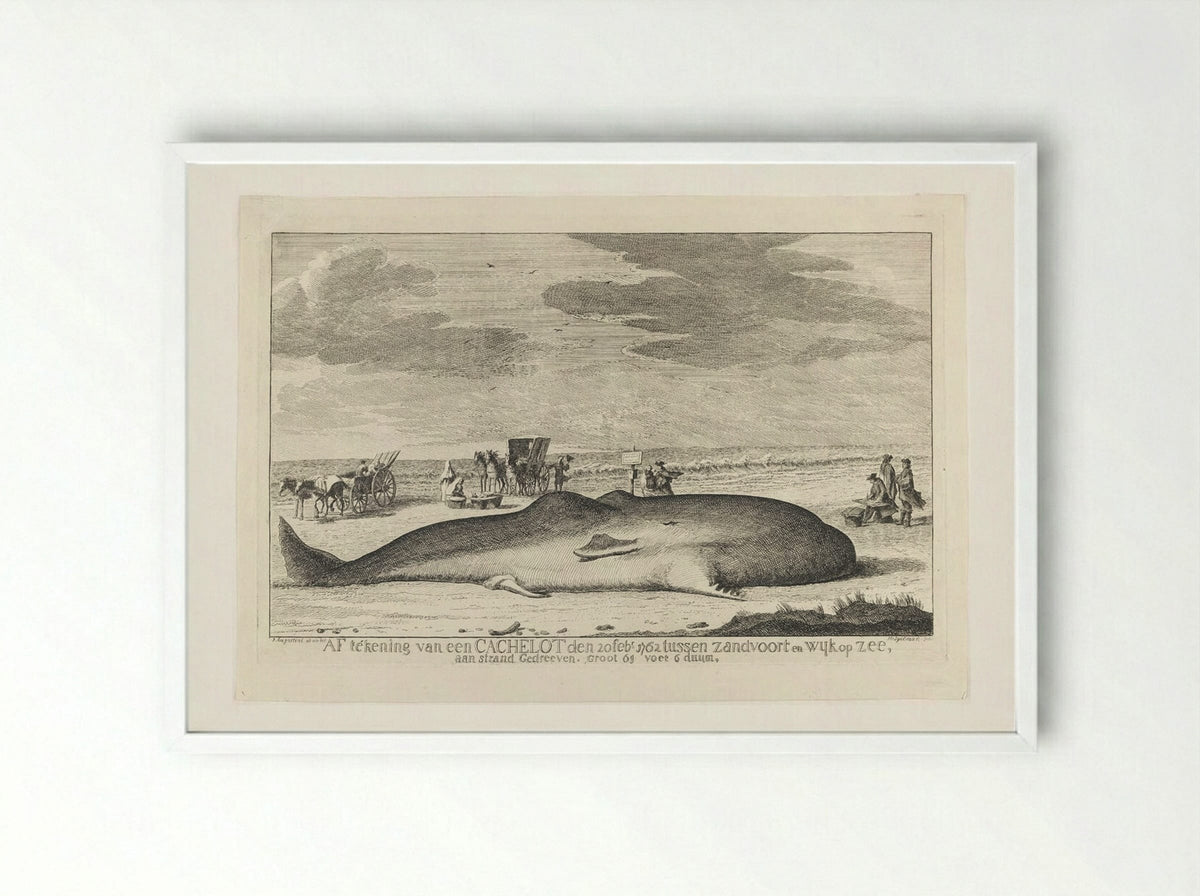 The Whale Stranded between Zandvoort and Wijk Op Zee - Hendrik Spilman - Framed Print White