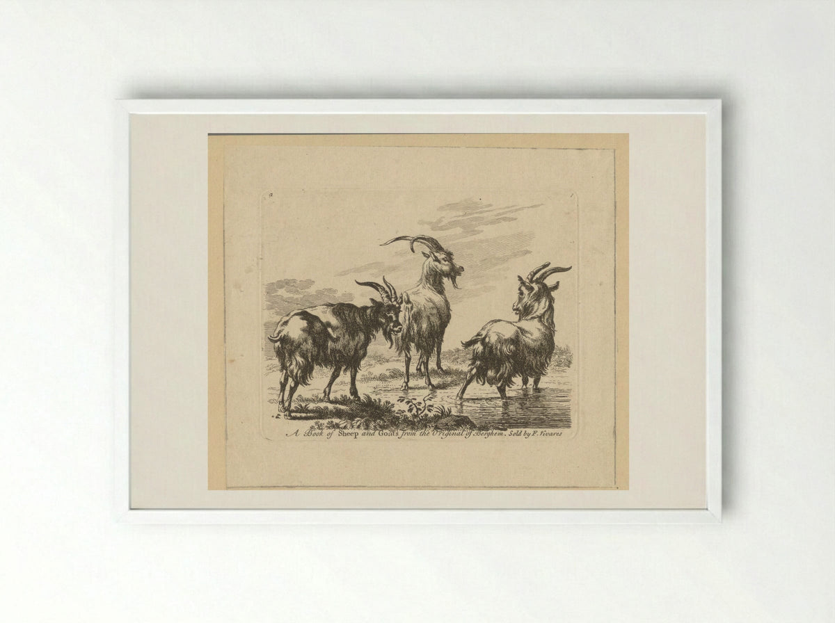 Three Goats by a Stream - François Vivares - Framed Print White
