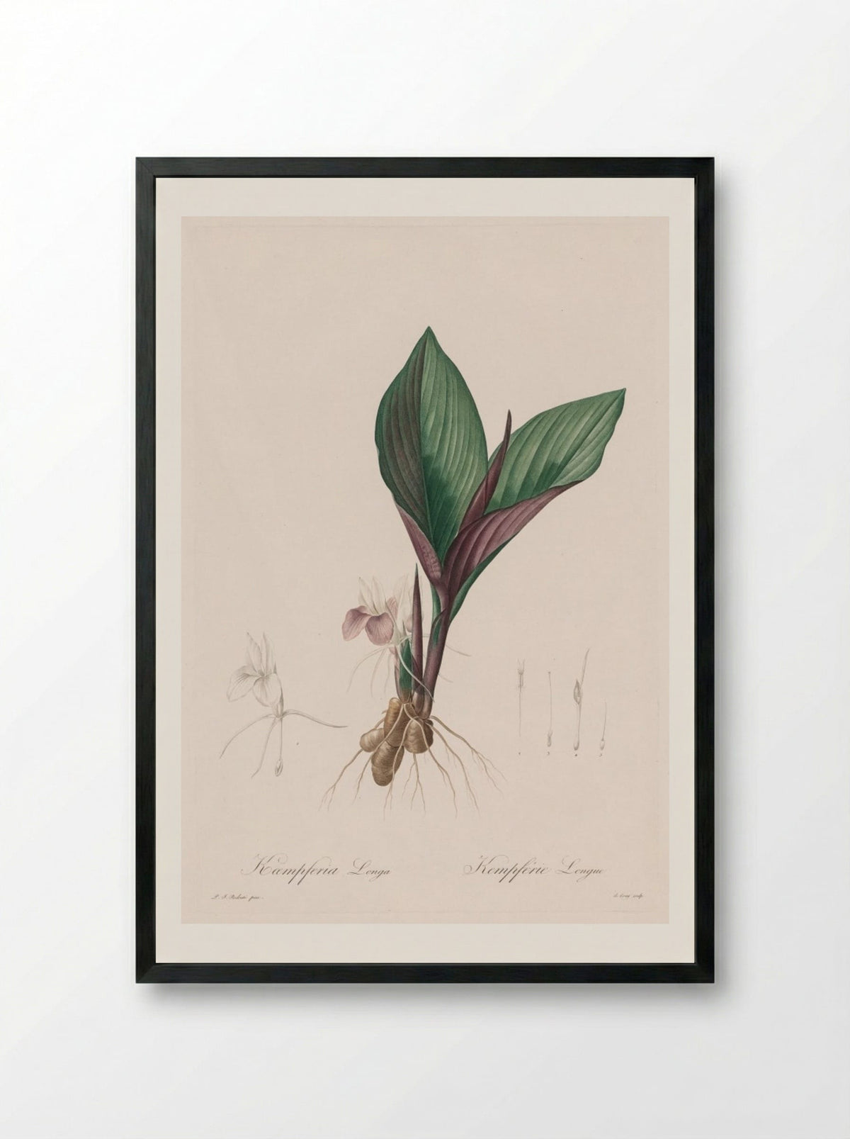 Kaempferia longa - Pierre-Joseph Redouté - Framed Print Black