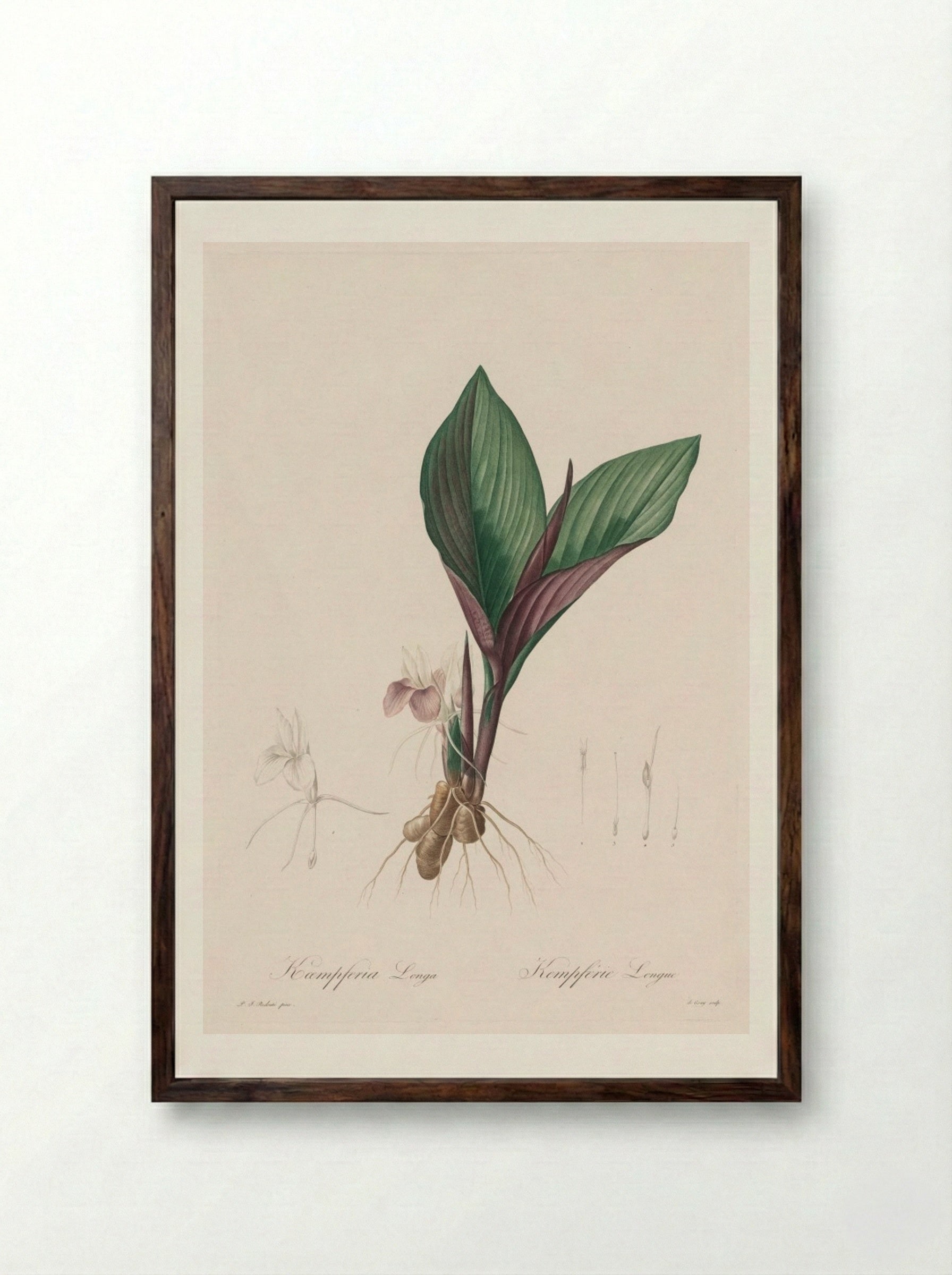 Kaempferia longa - Pierre-Joseph Redouté - Framed Print Dark Wood