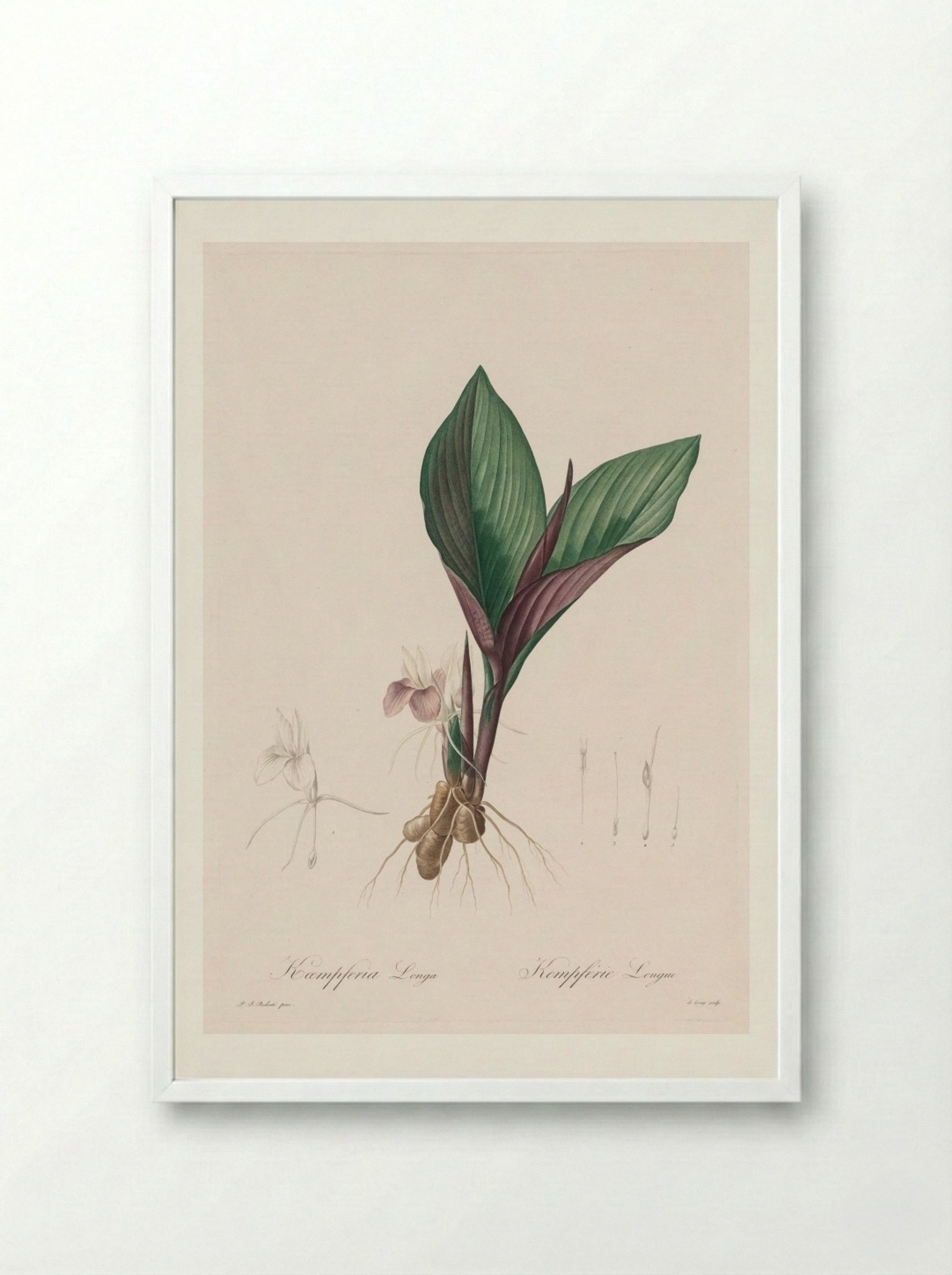 Kaempferia longa - Pierre-Joseph Redouté - Framed Print White