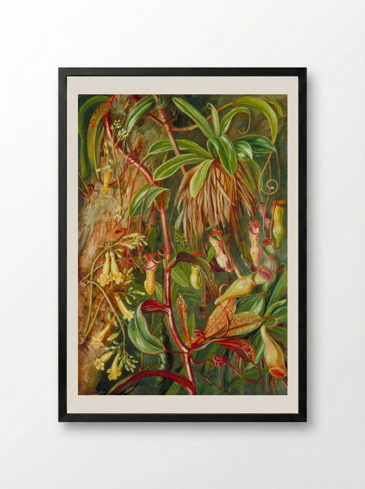 Seychelles Pitcher Plant and Bilimb Marron - Marianne North - Framed Print Black