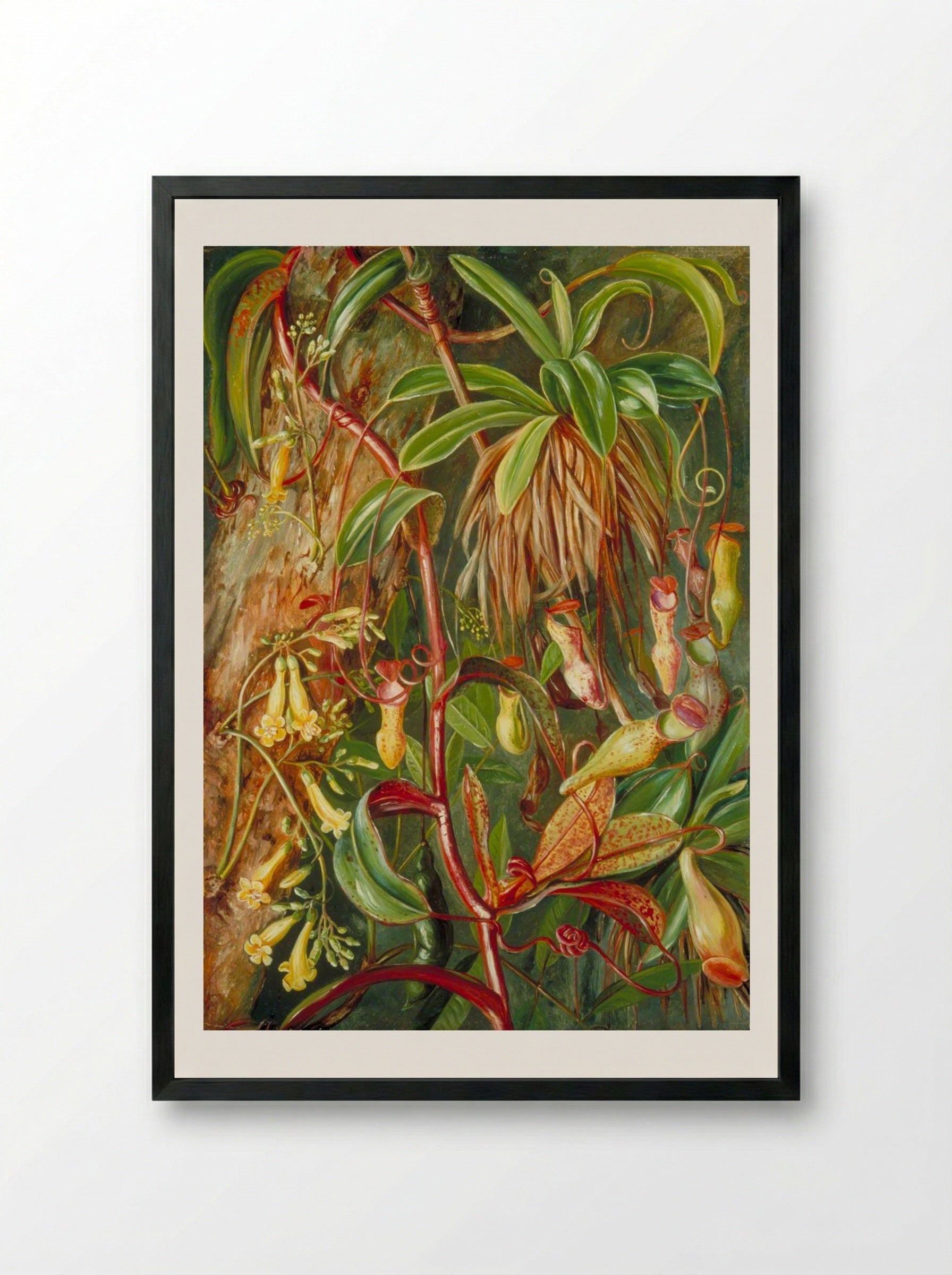 Seychelles Pitcher Plant and Bilimb Marron - Marianne North - Framed Print Black