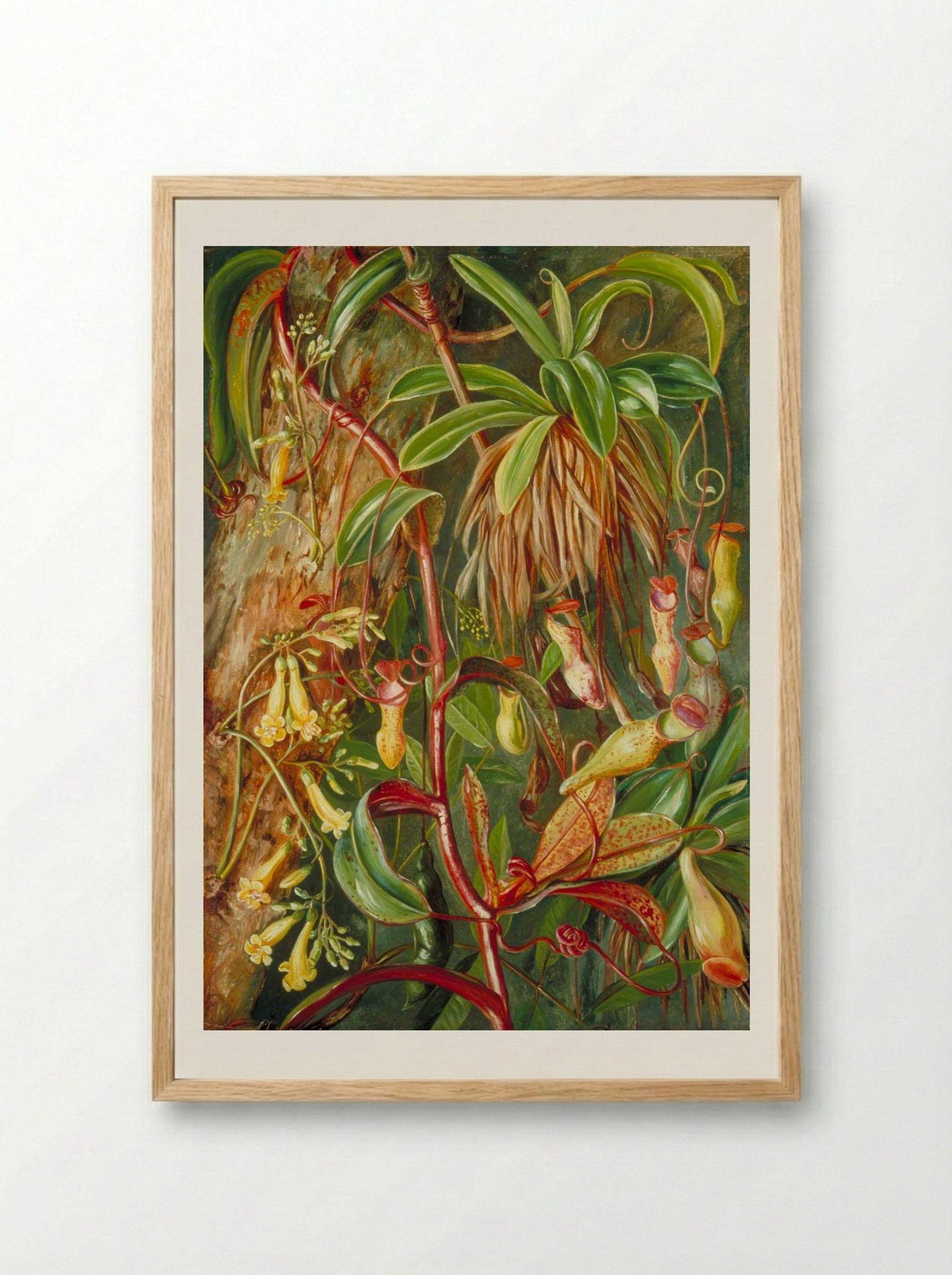 Seychelles Pitcher Plant and Bilimb Marron - Marianne North - Framed Print Wood