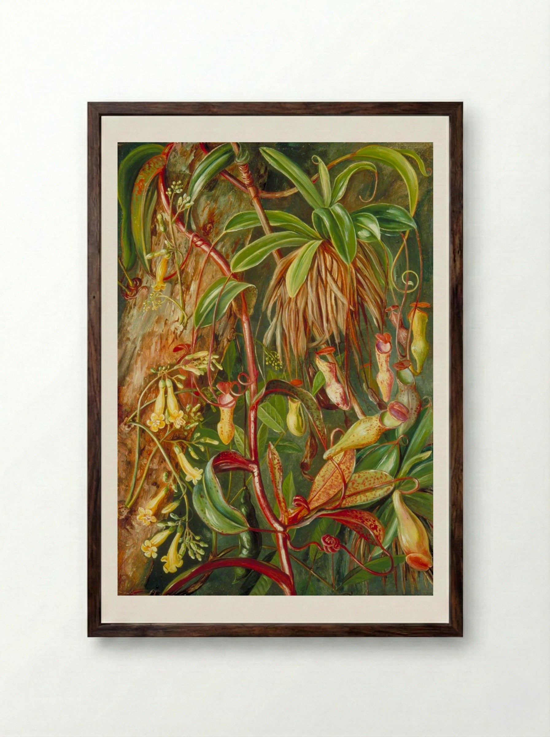 Seychelles Pitcher Plant and Bilimb Marron - Marianne North - Framed Print Dark Wood
