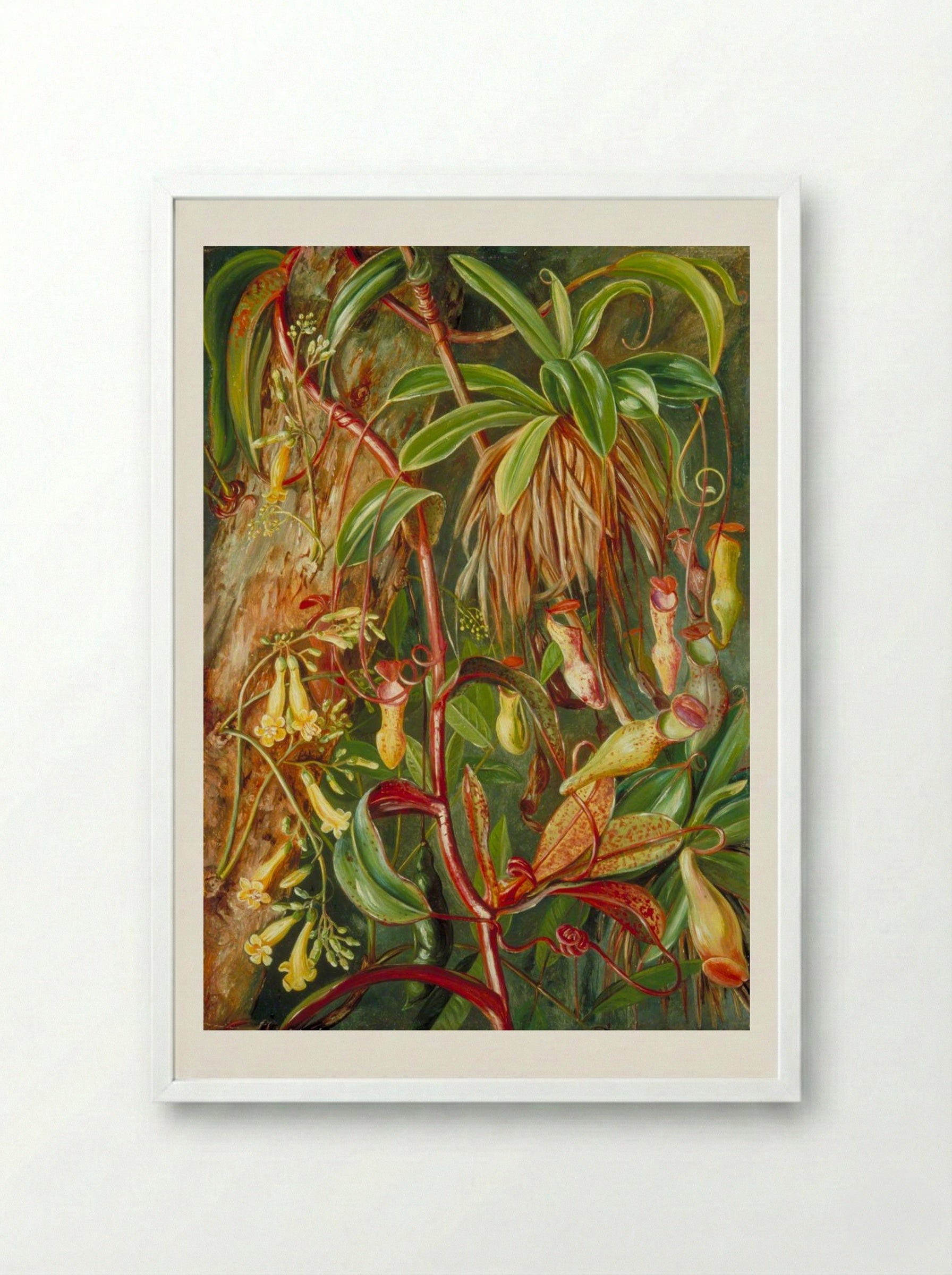 Seychelles Pitcher Plant and Bilimb Marron - Marianne North - Framed Print White