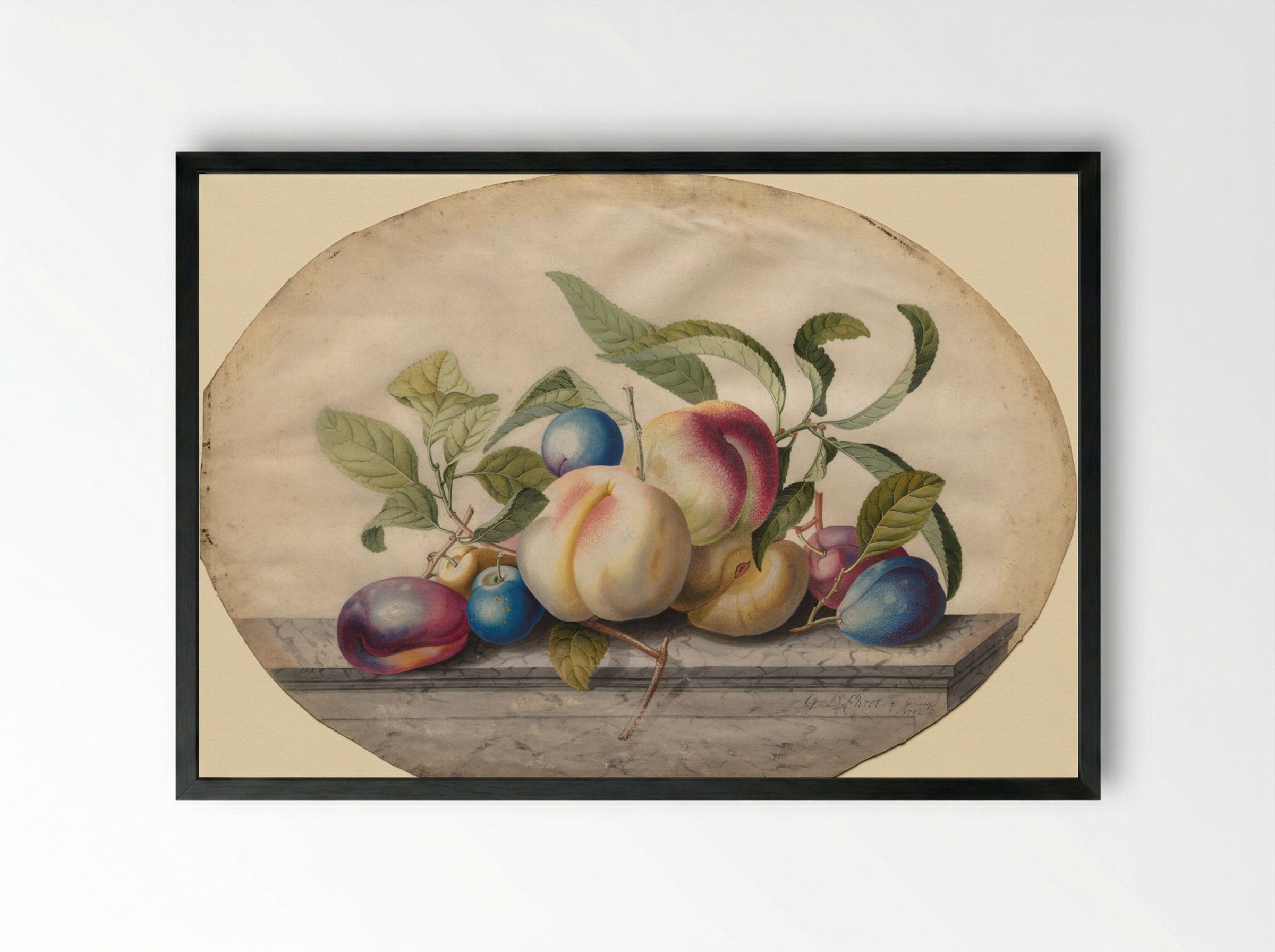 Fruit Arrangement: Peaches and Plums on a Slab of Marble - Georg Dionysius Ehret - Framed Print Black