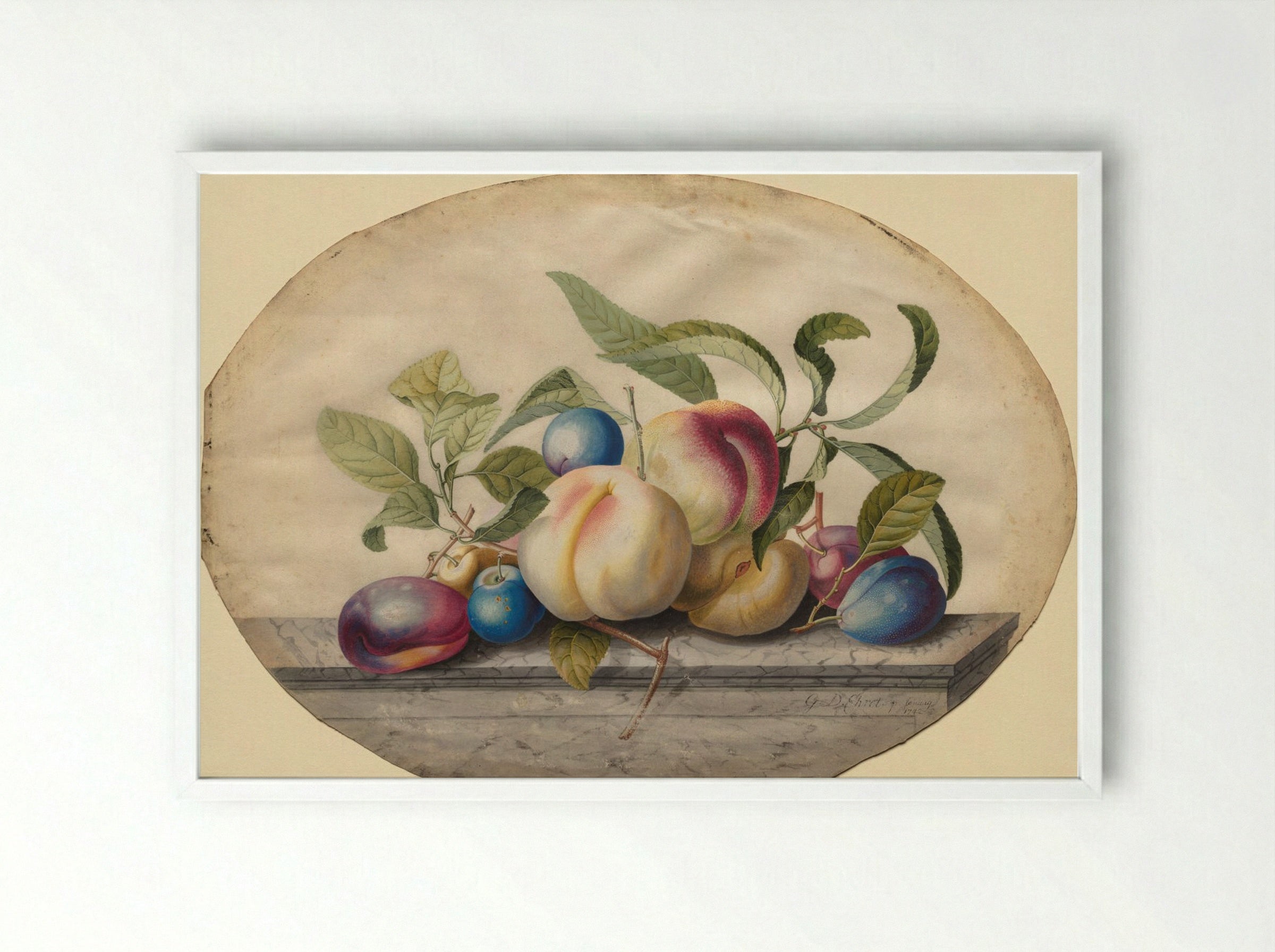 Fruit Arrangement: Peaches and Plums on a Slab of Marble - Georg Dionysius Ehret - Framed Print White