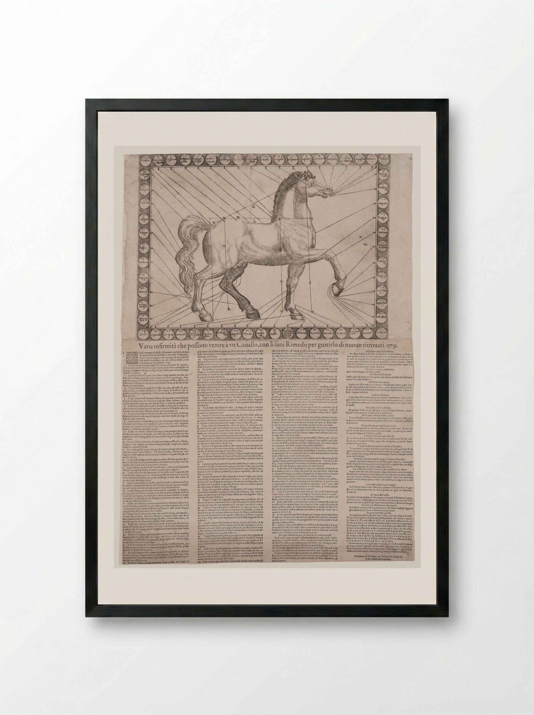 Broadside: Various Infirmities of Horses - Unidentified Artist - Framed Print Black