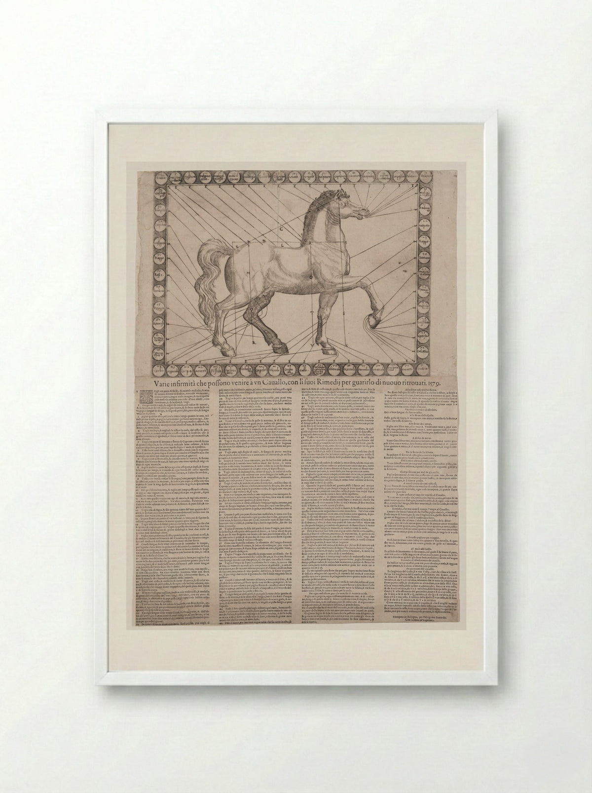 Broadside: Various Infirmities of Horses - Unidentified Artist - Framed Print White