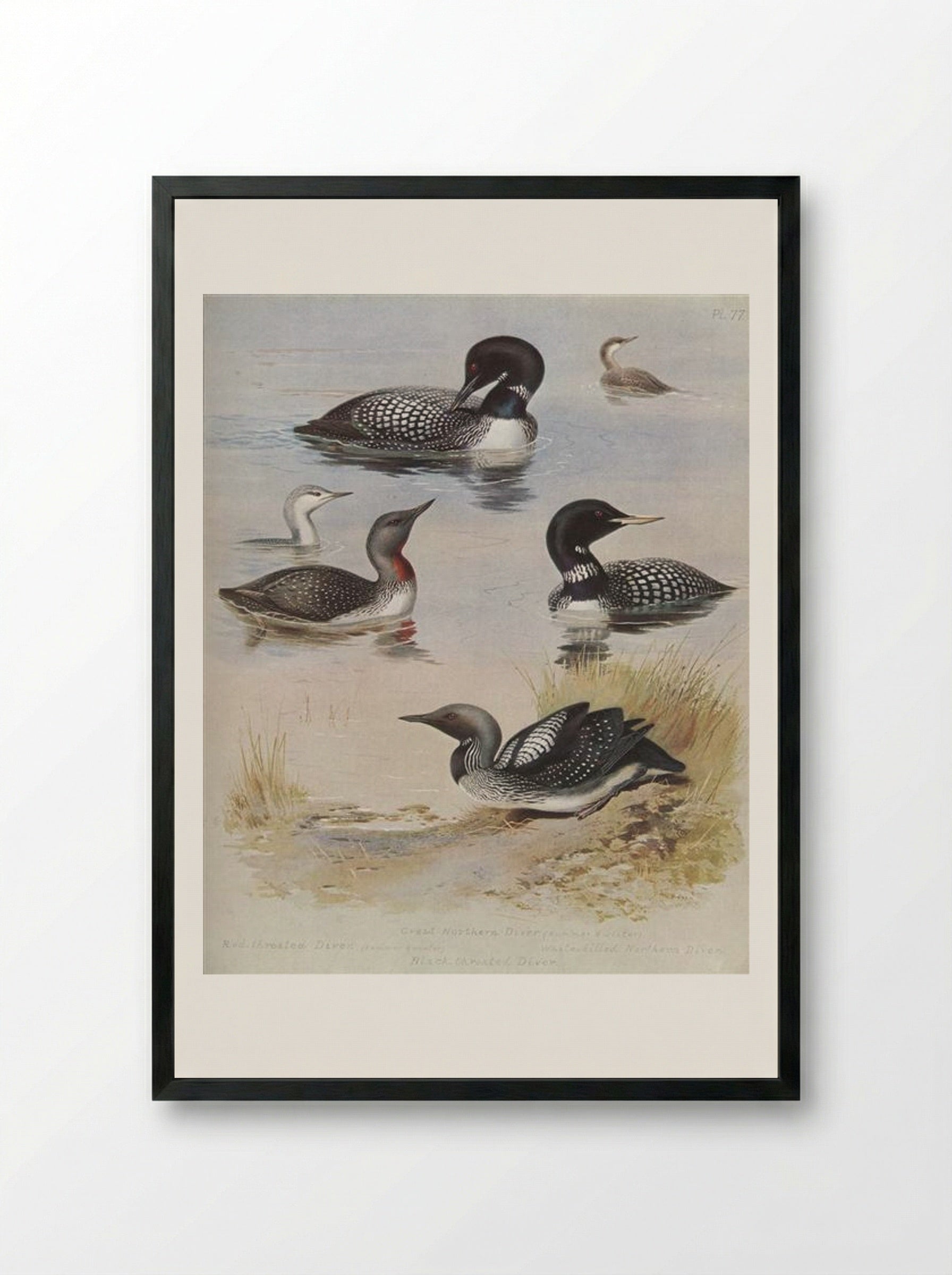 Great Northern Diver - Archibald Thorburn - Framed Print Black