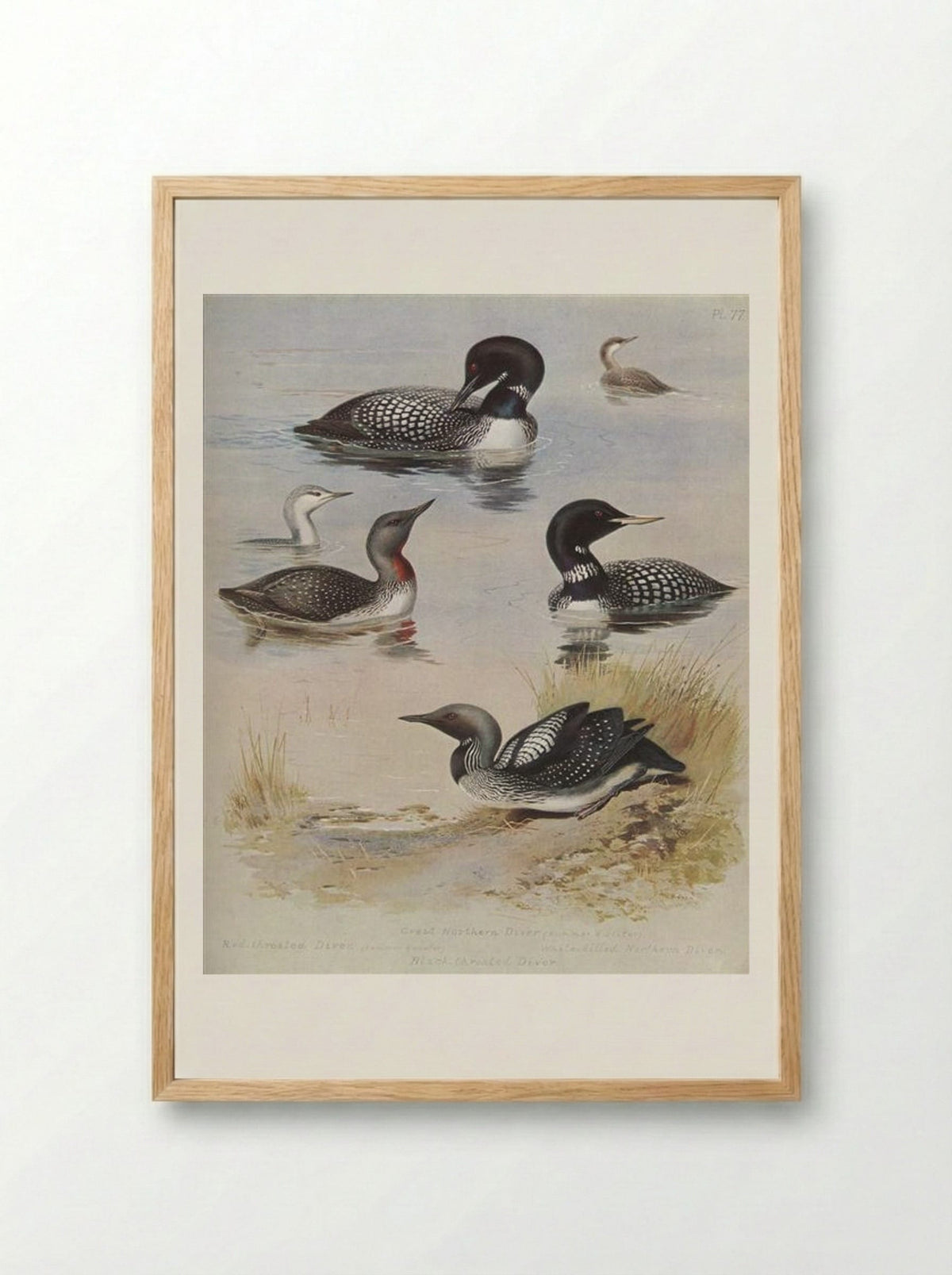 Great Northern Diver - Archibald Thorburn - Framed Print Wood