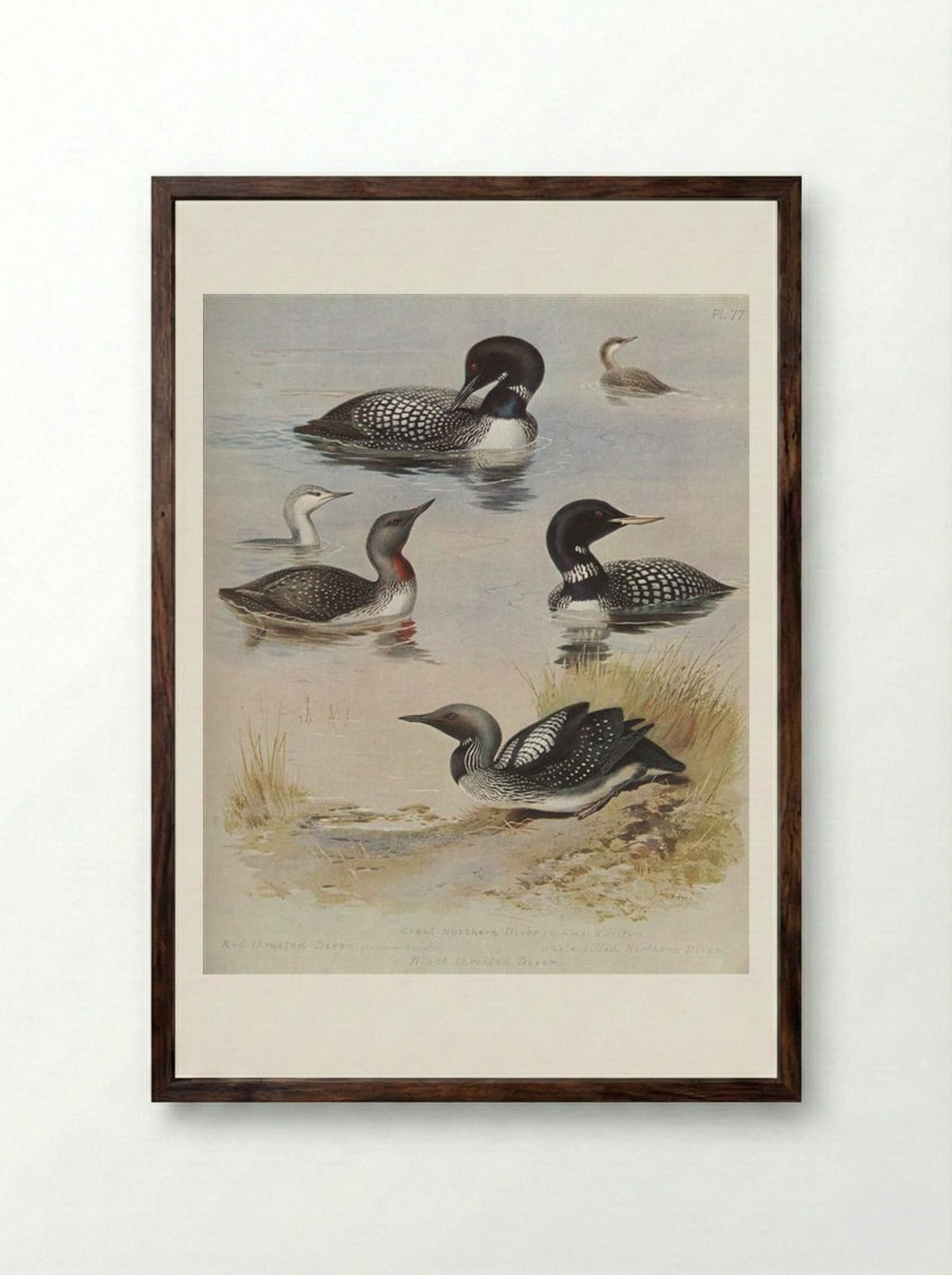 Great Northern Diver - Archibald Thorburn - Framed Print Dark Wood