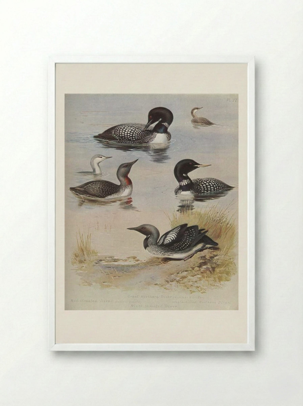 Great Northern Diver - Archibald Thorburn - Framed Print White