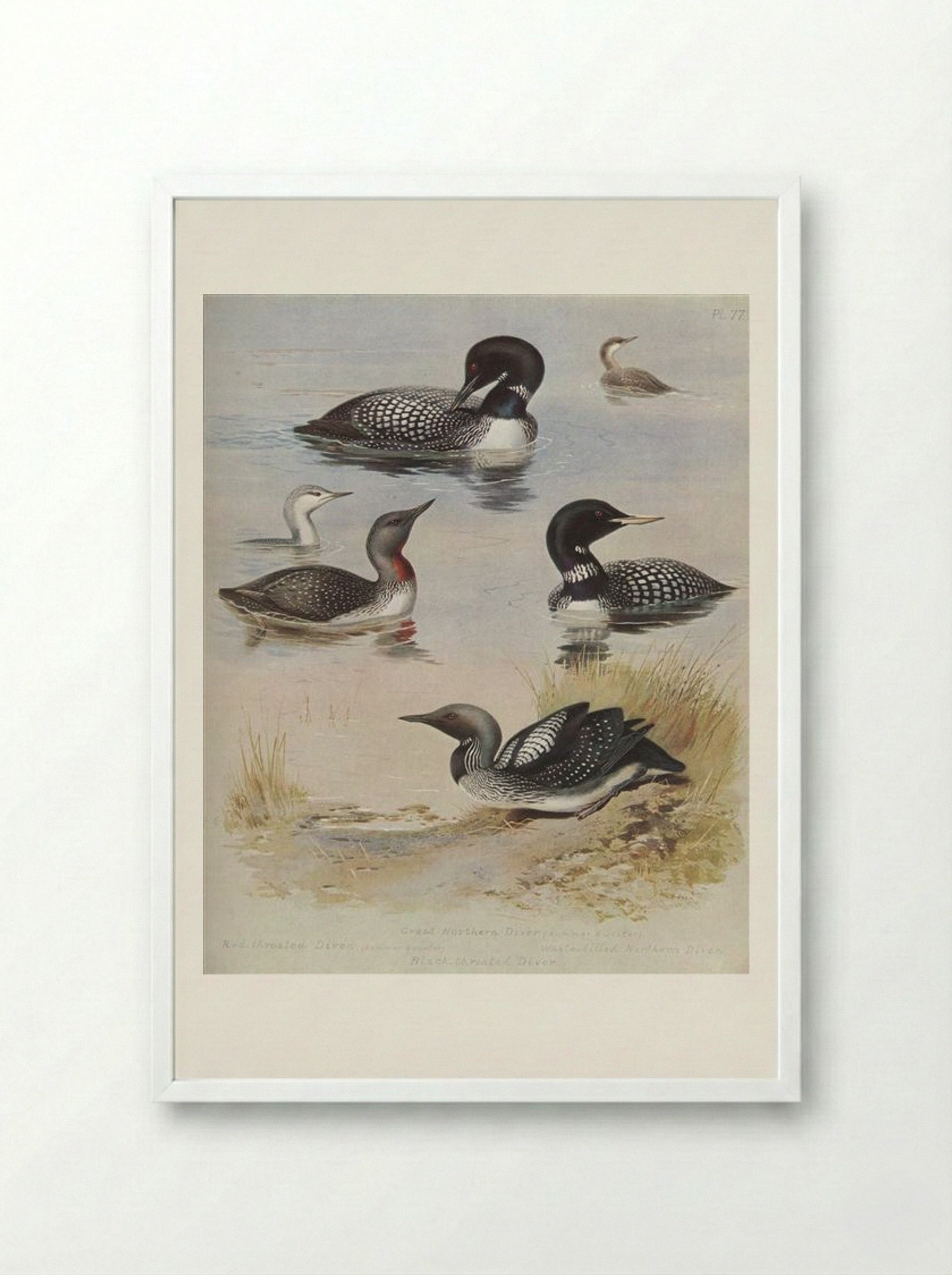 Great Northern Diver - Archibald Thorburn - Framed Print White
