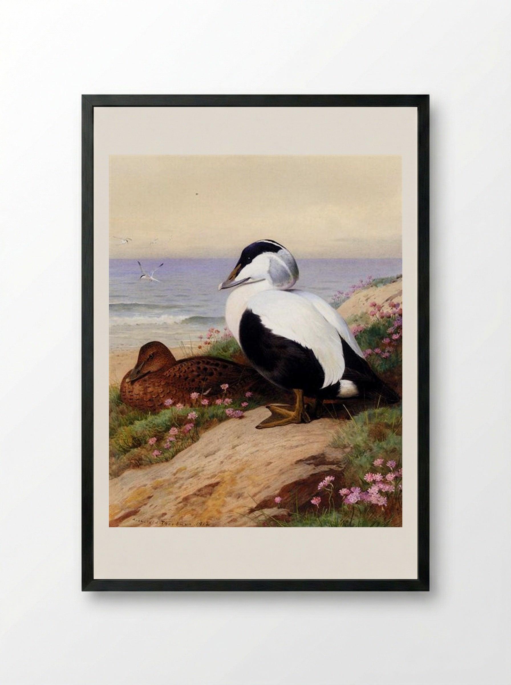 Common Eider Ducks - Archibald Thorburn - Framed Print Black