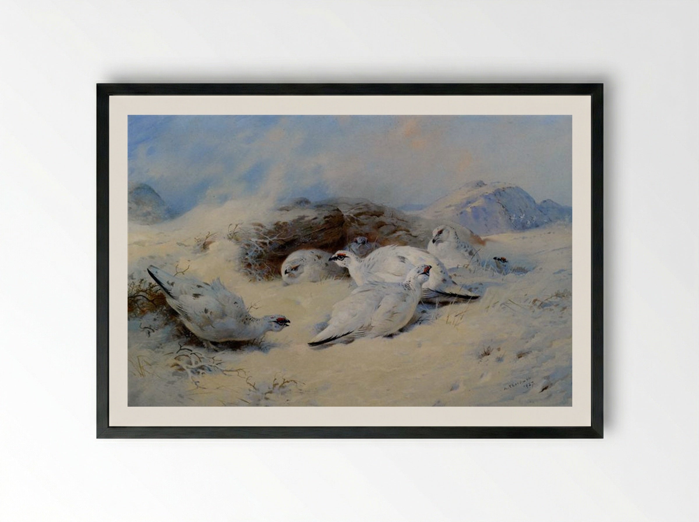 Ptarmigan Seeking Shelter - Archibald Thorburn - Framed Print Black